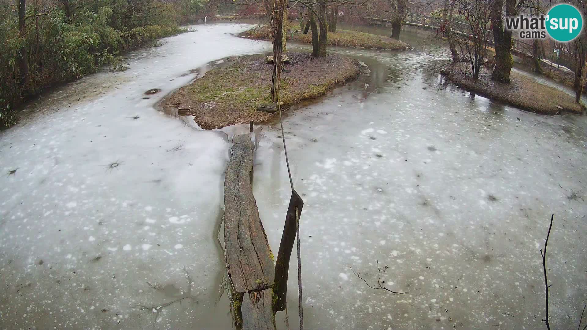 Schwarzweiße Vari Zoo Ljubljana webcam