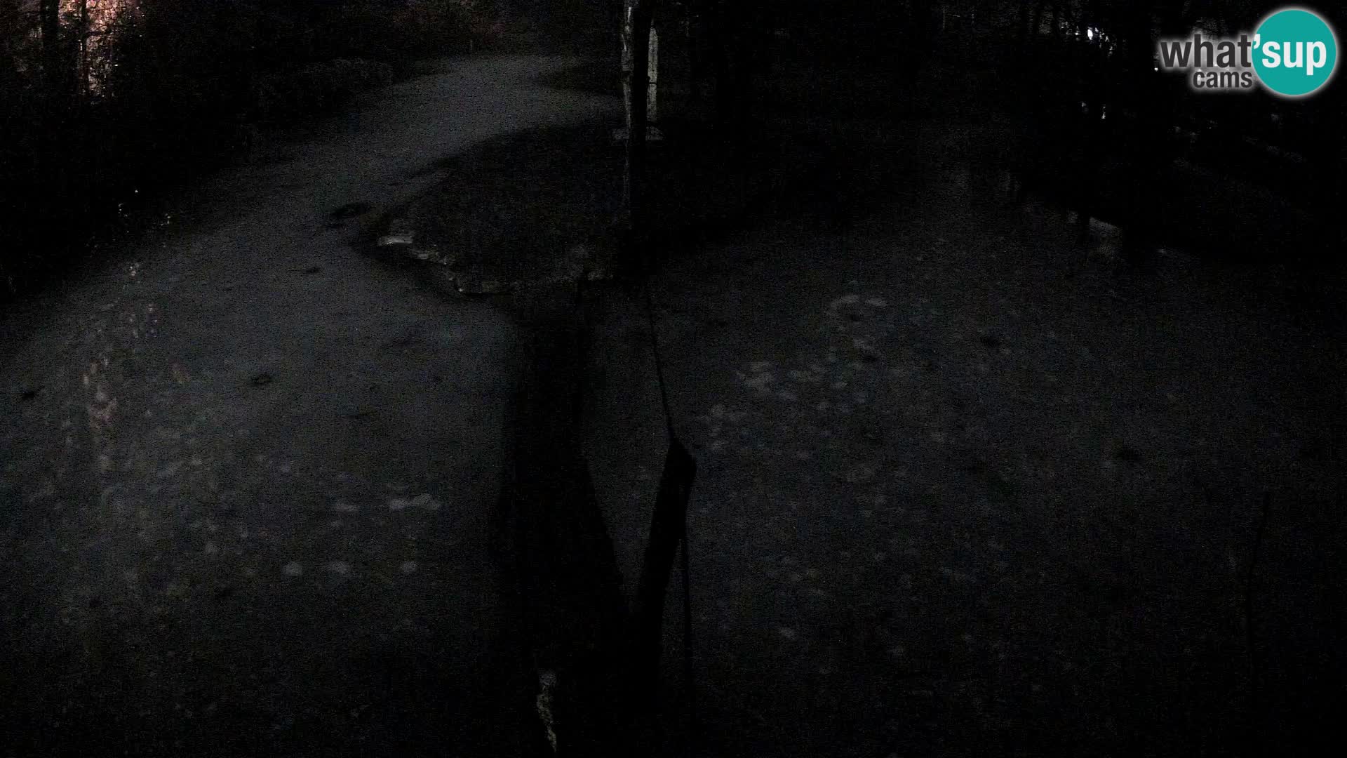 Navadni vari u živo – Ljubljana zoo