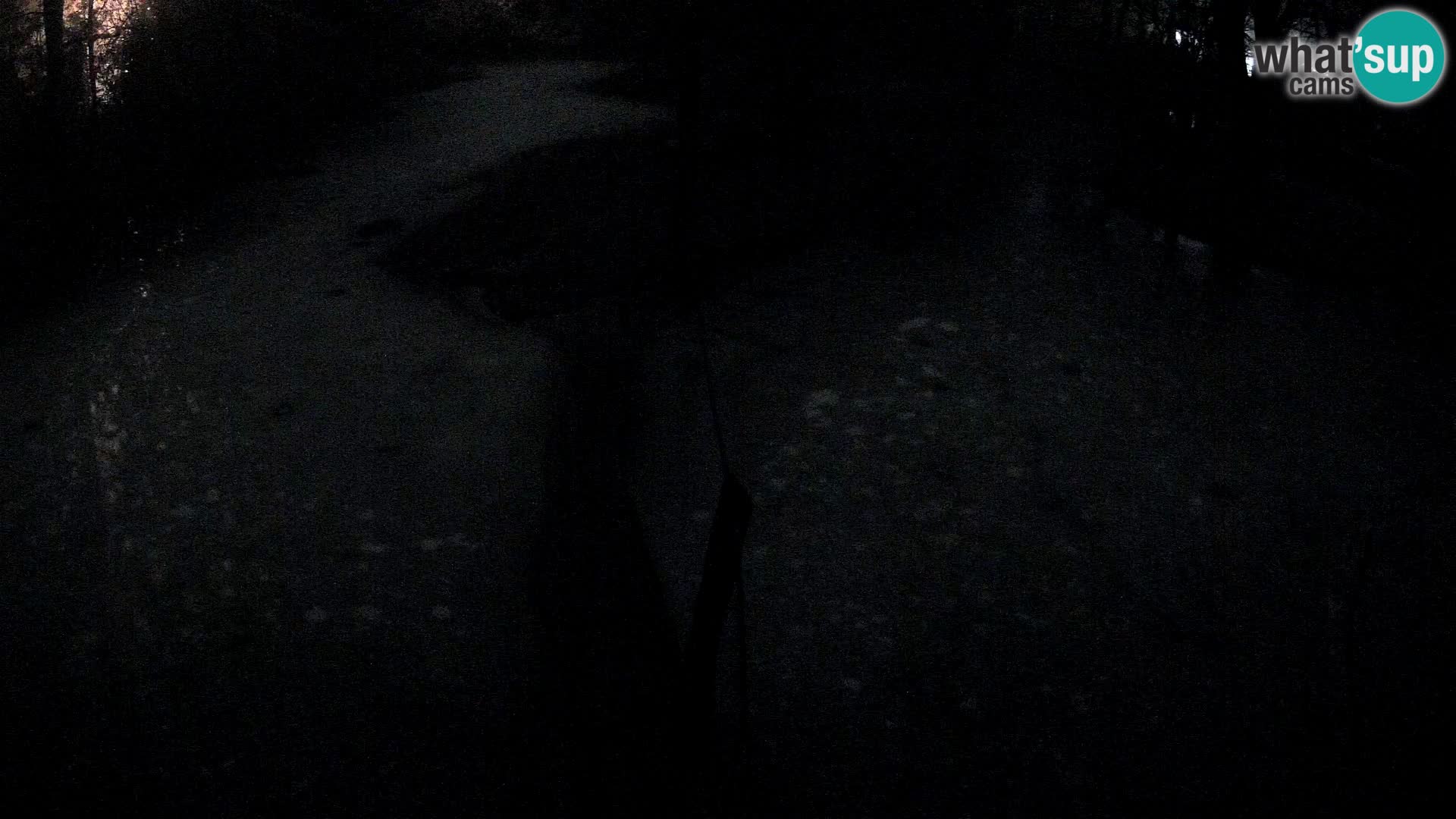 Schwarzweiße Vari Zoo Ljubljana webcam