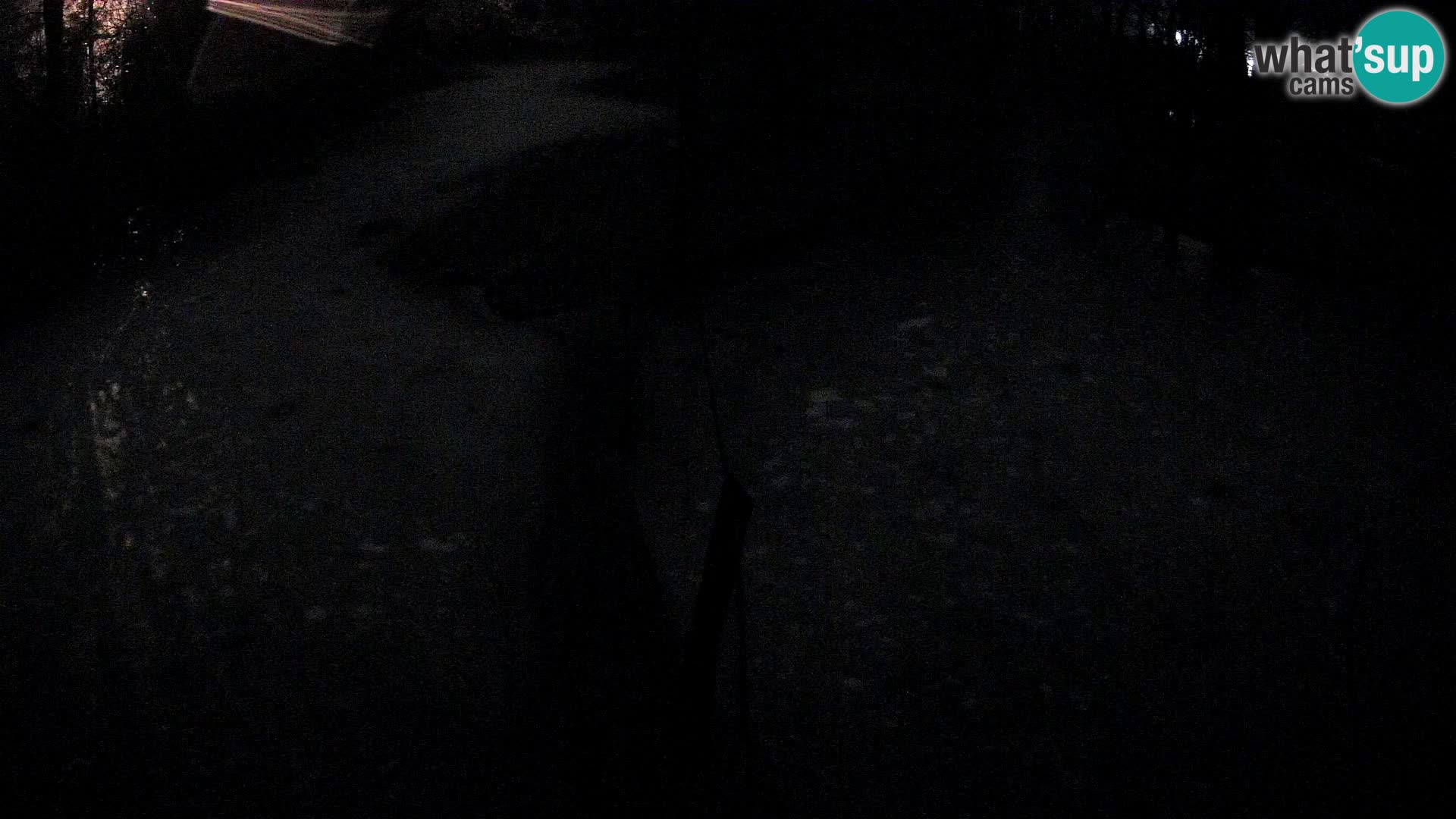 Schwarzweiße Vari Zoo Ljubljana webcam