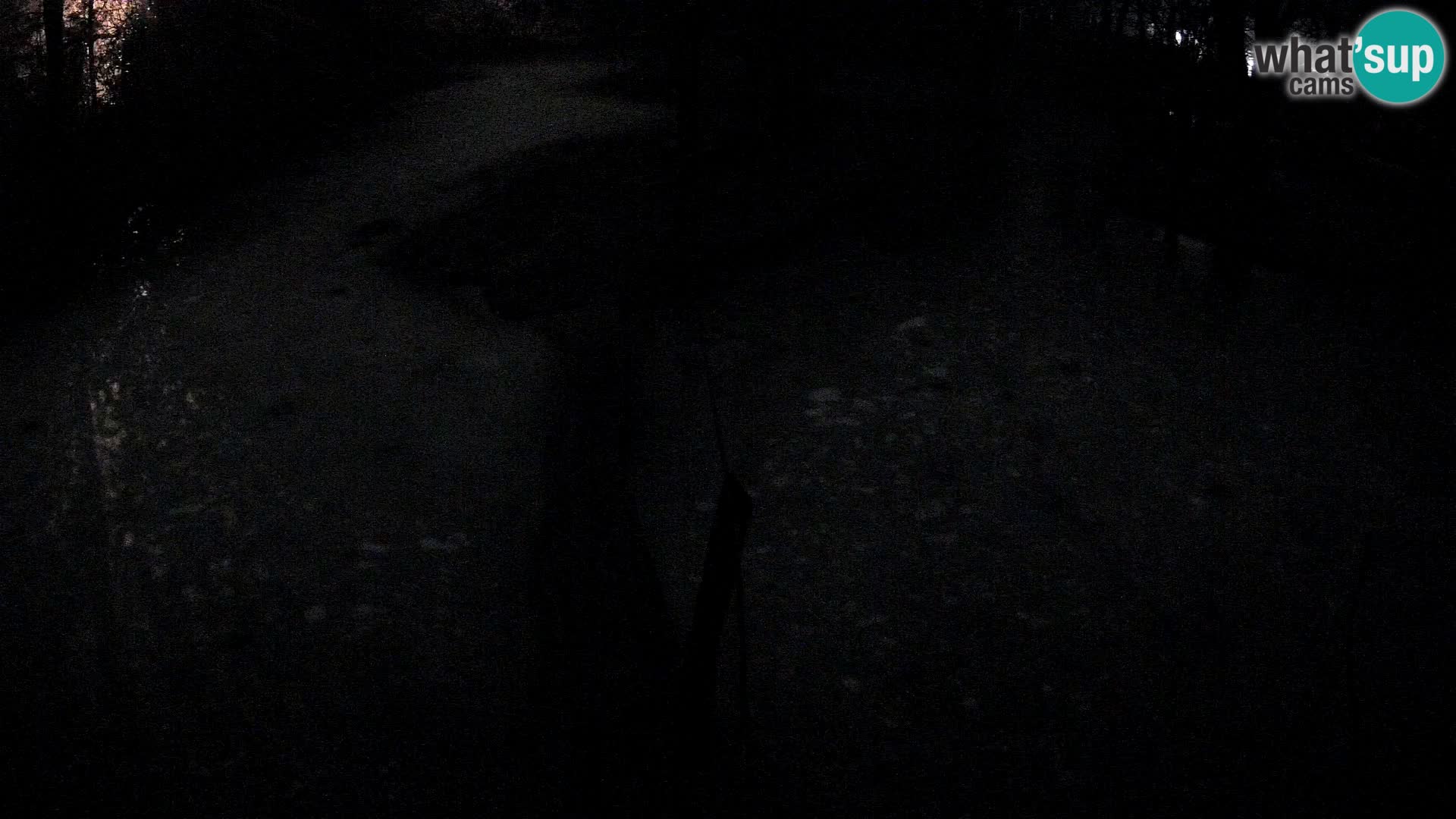 Lémur rufo blanco y negro – Ljubljana Zoo en vivo