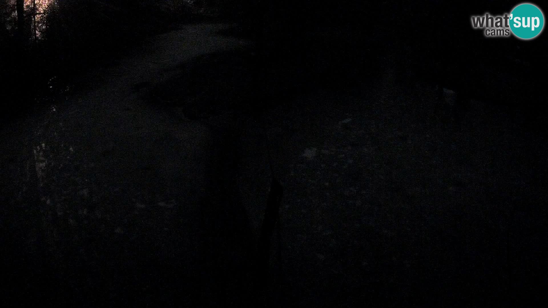 Navadni vari u živo – Ljubljana zoo