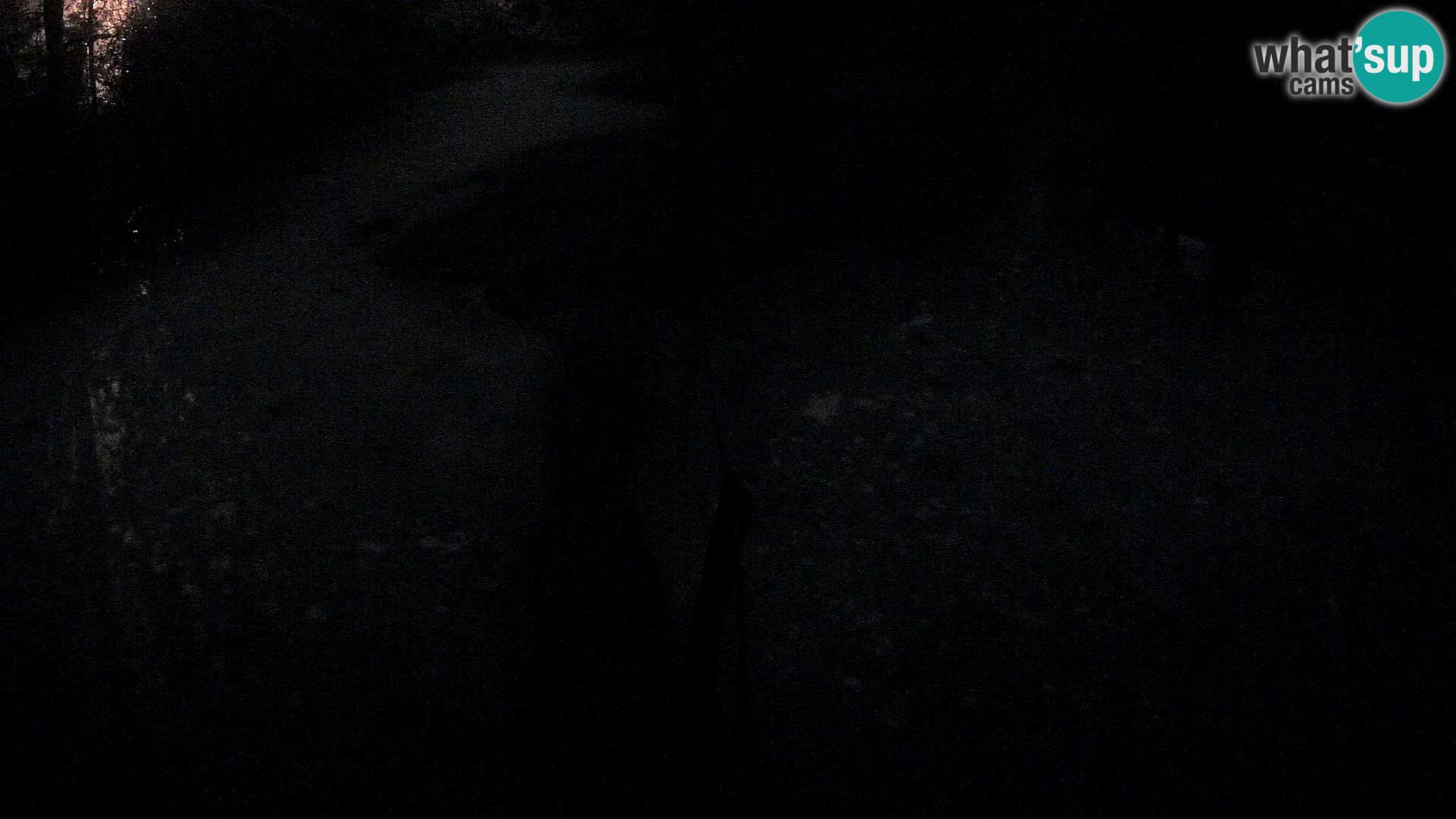 Lémur rufo blanco y negro – Ljubljana Zoo en vivo