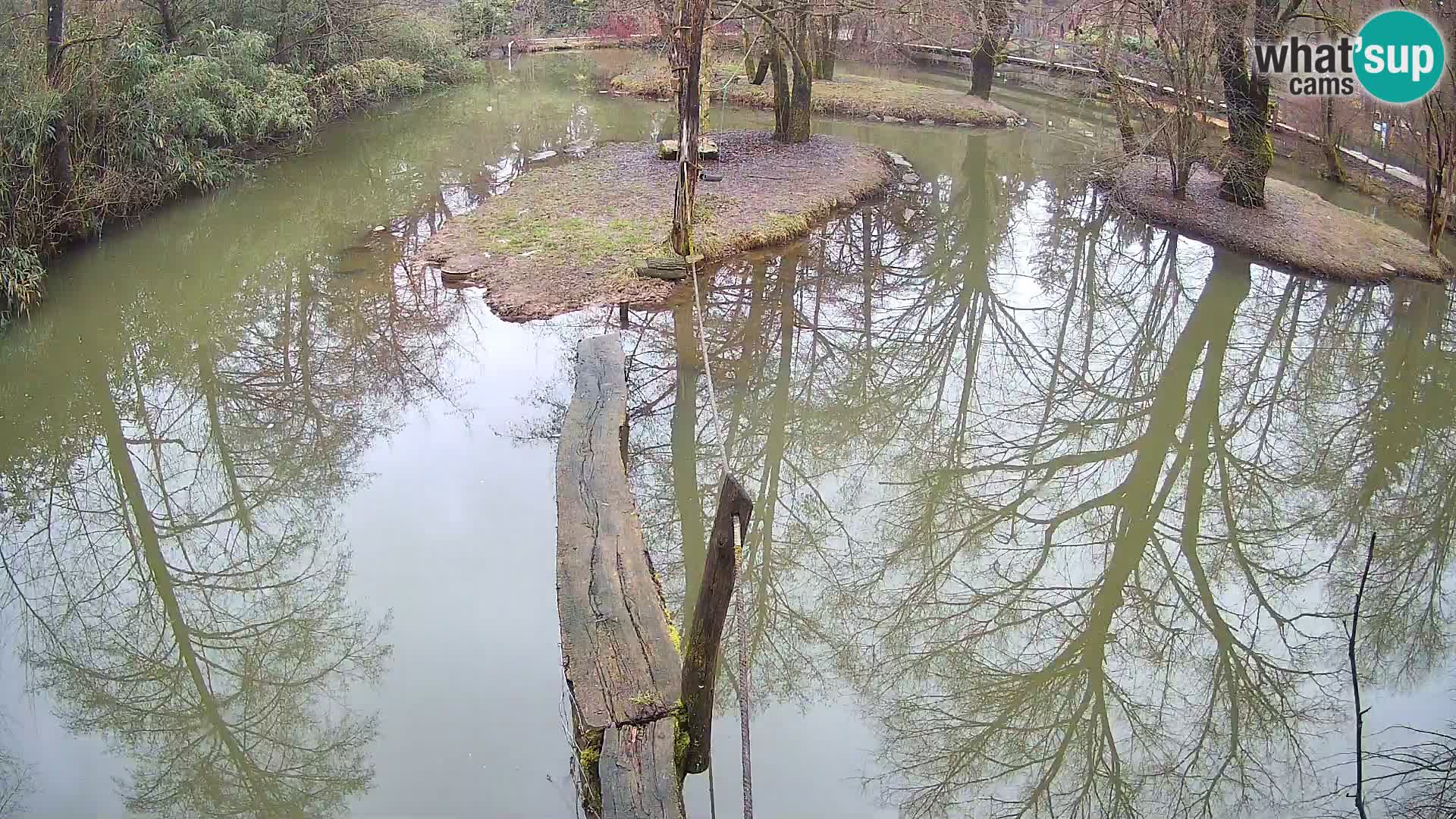 Black and white ruffed lemur Ljubljana Zoo live cam