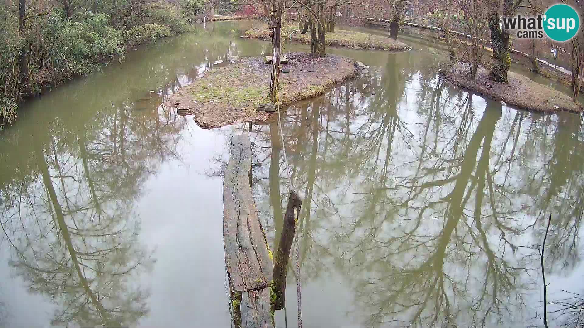 Vari bianconero Zoo Ljubljana webcam