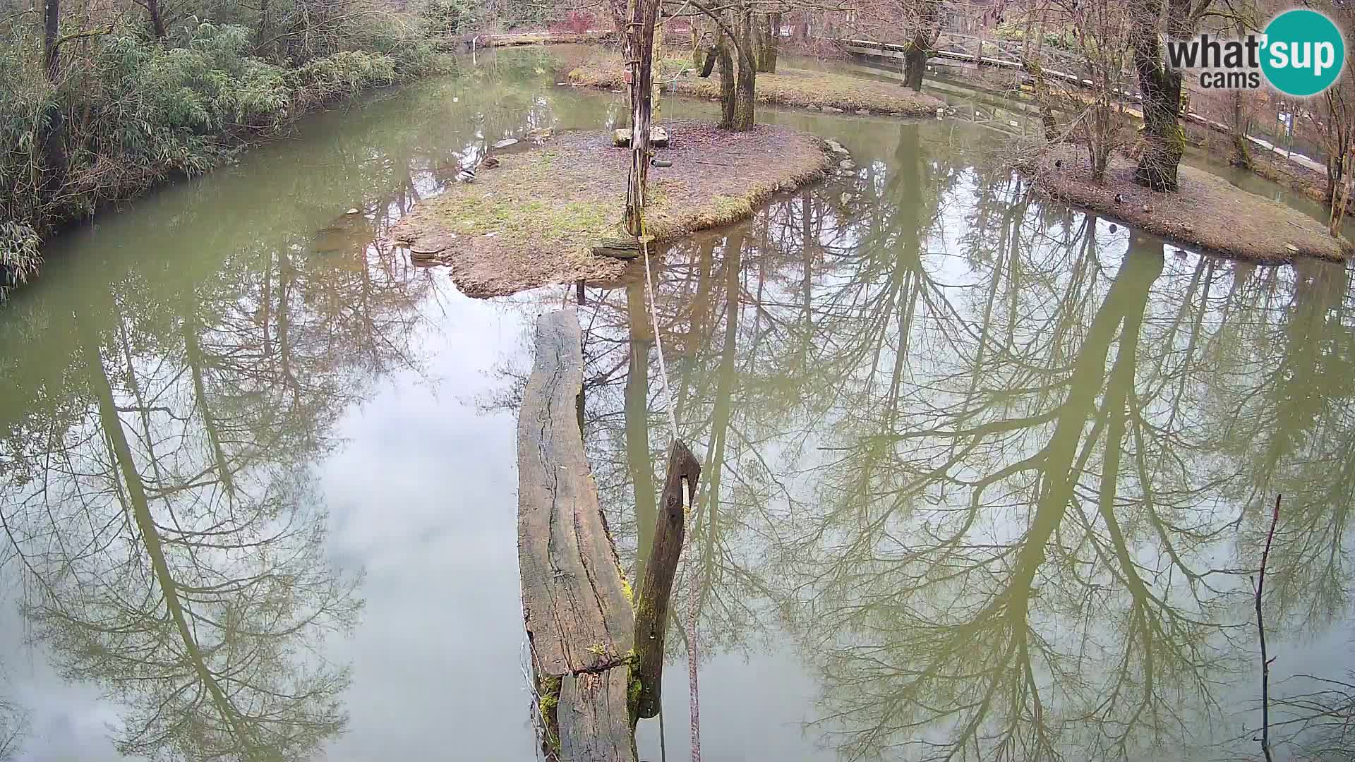 Vari bianconero Zoo Ljubljana webcam
