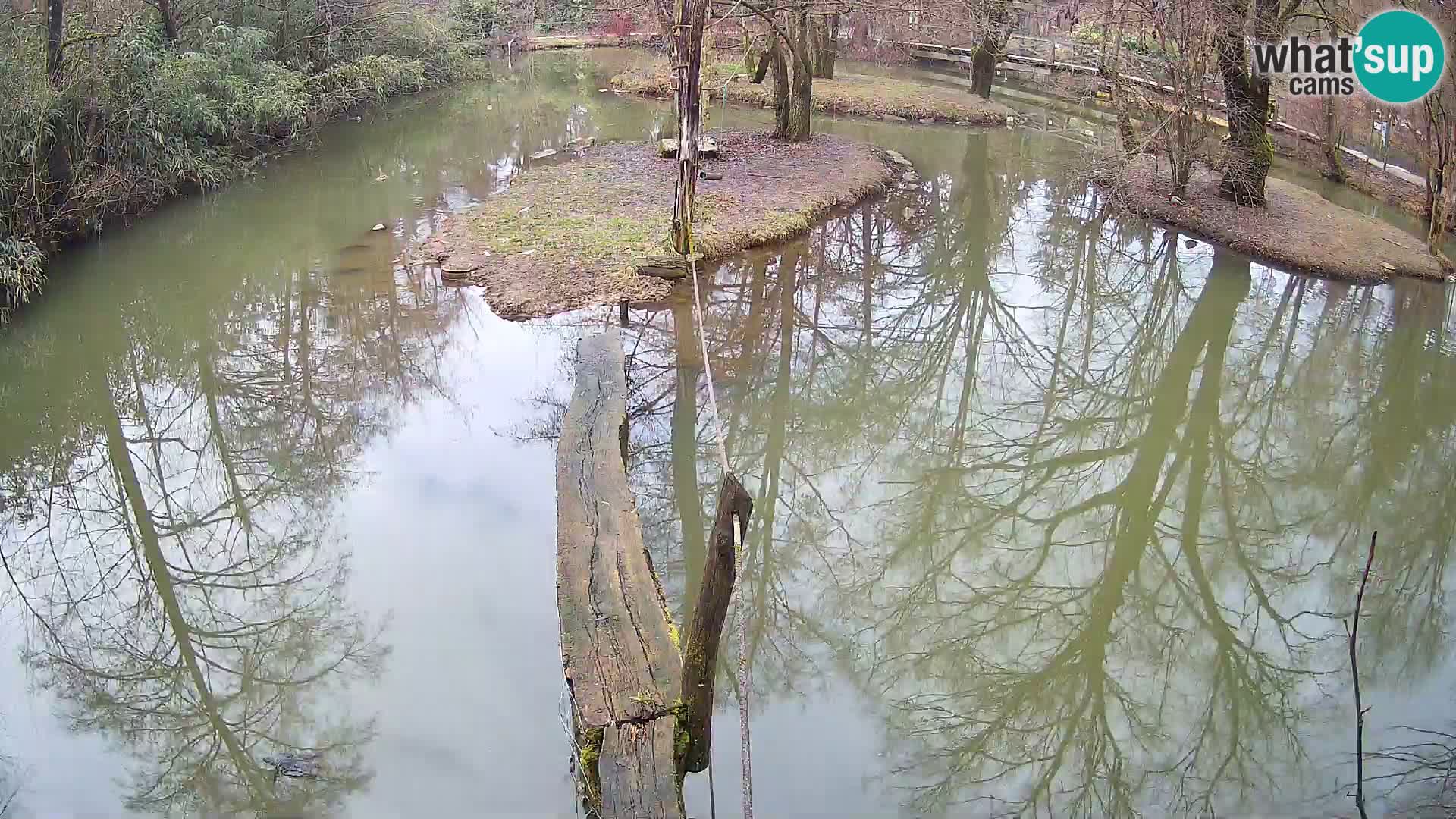 Vari noir et blanc – Ljubljana ZOO livecam