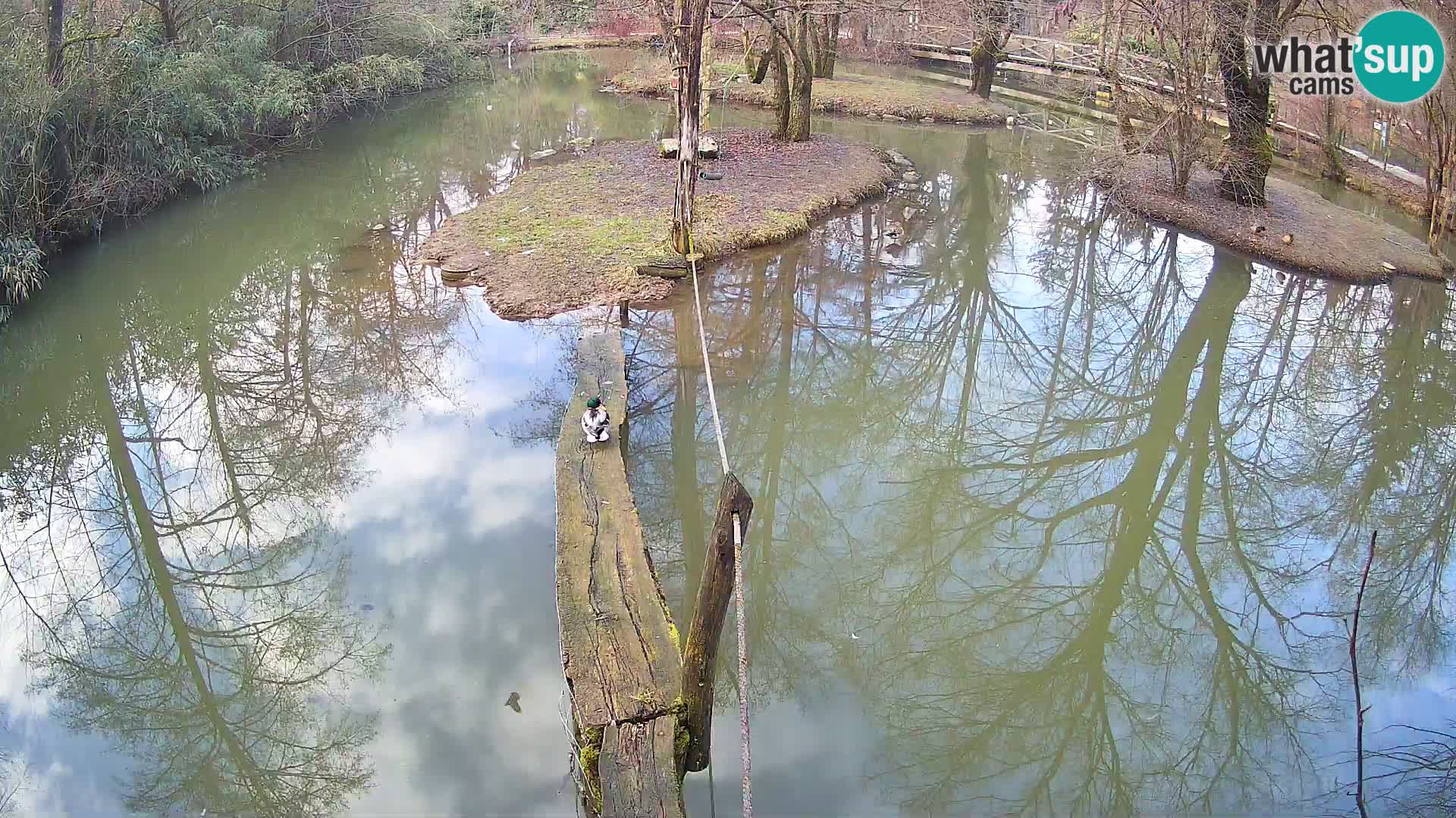 Lémur rufo blanco y negro – Ljubljana Zoo en vivo
