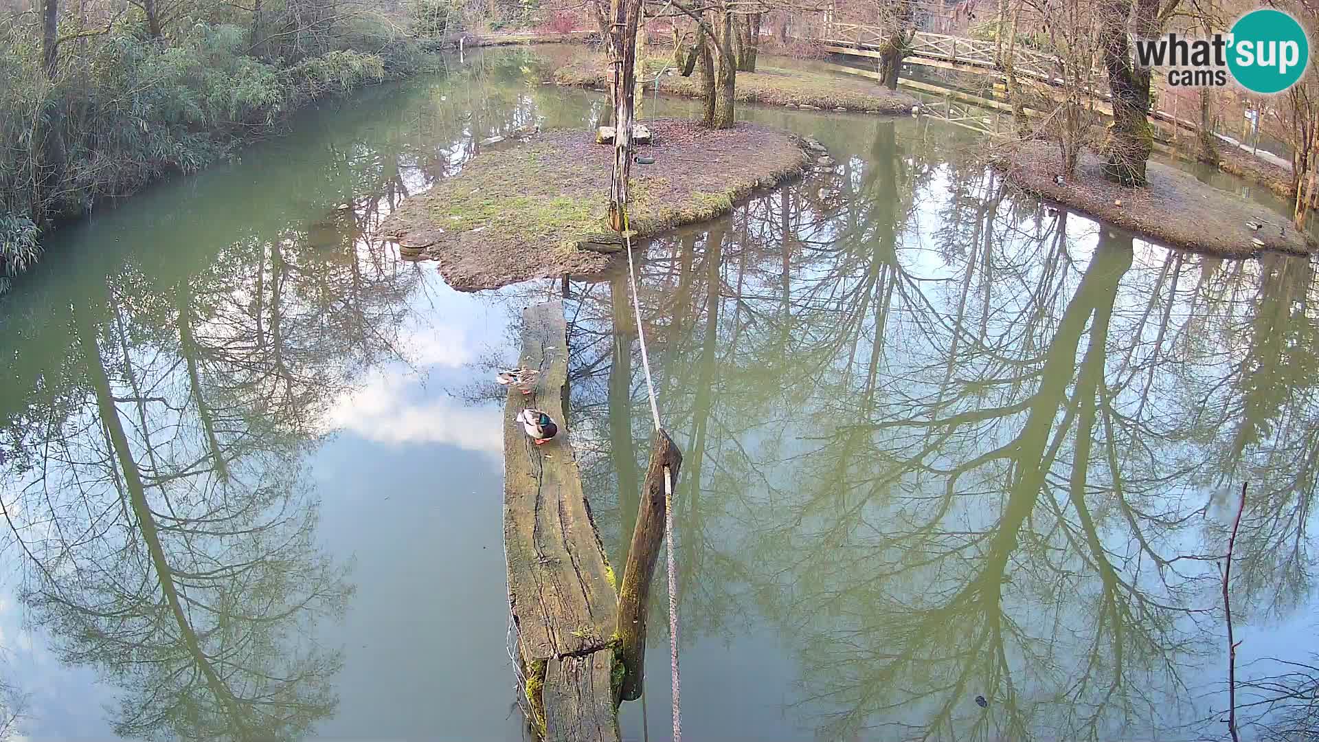 Navadni vari u živo – Ljubljana zoo