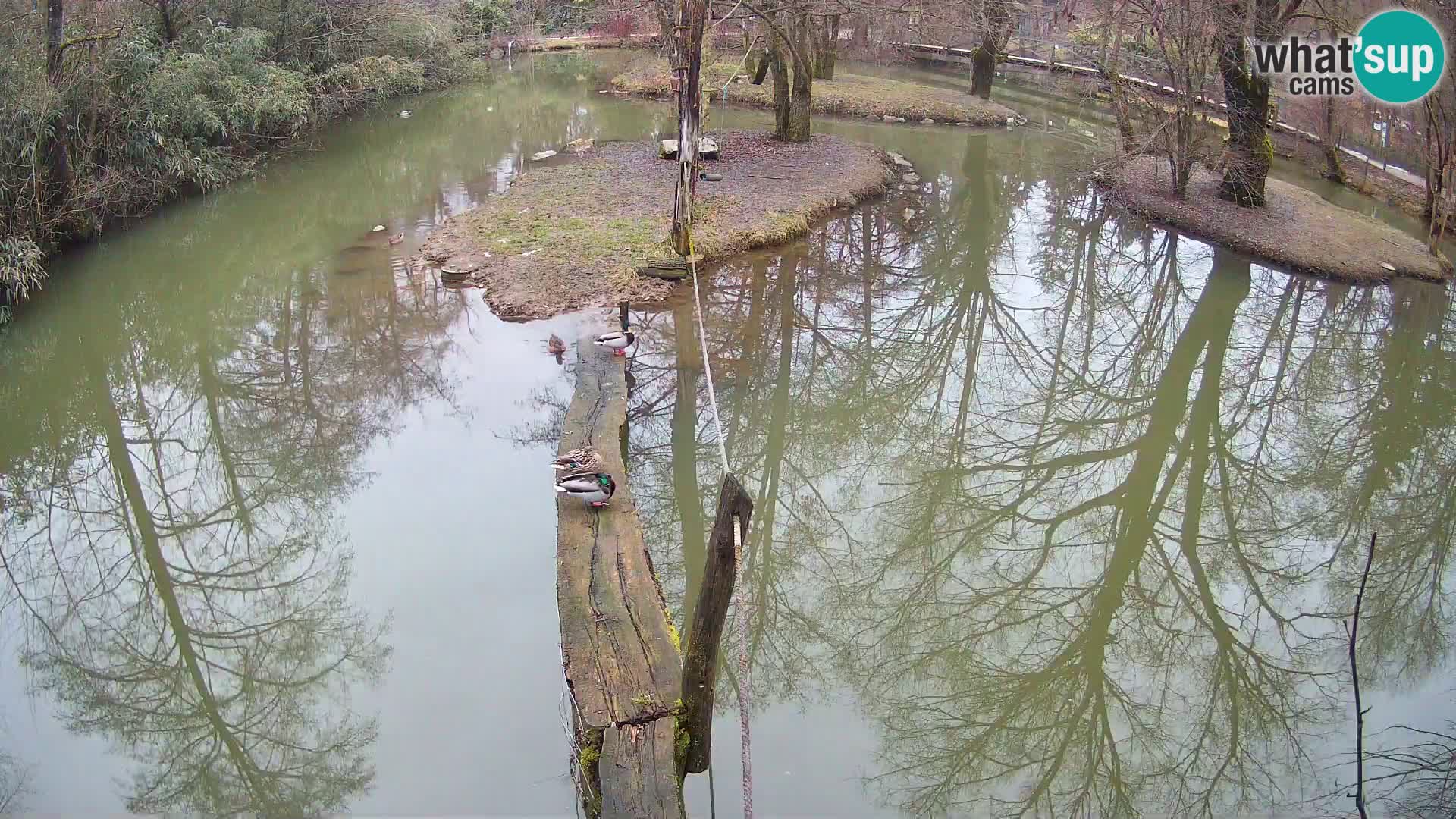 Vari bianconero Zoo Ljubljana webcam
