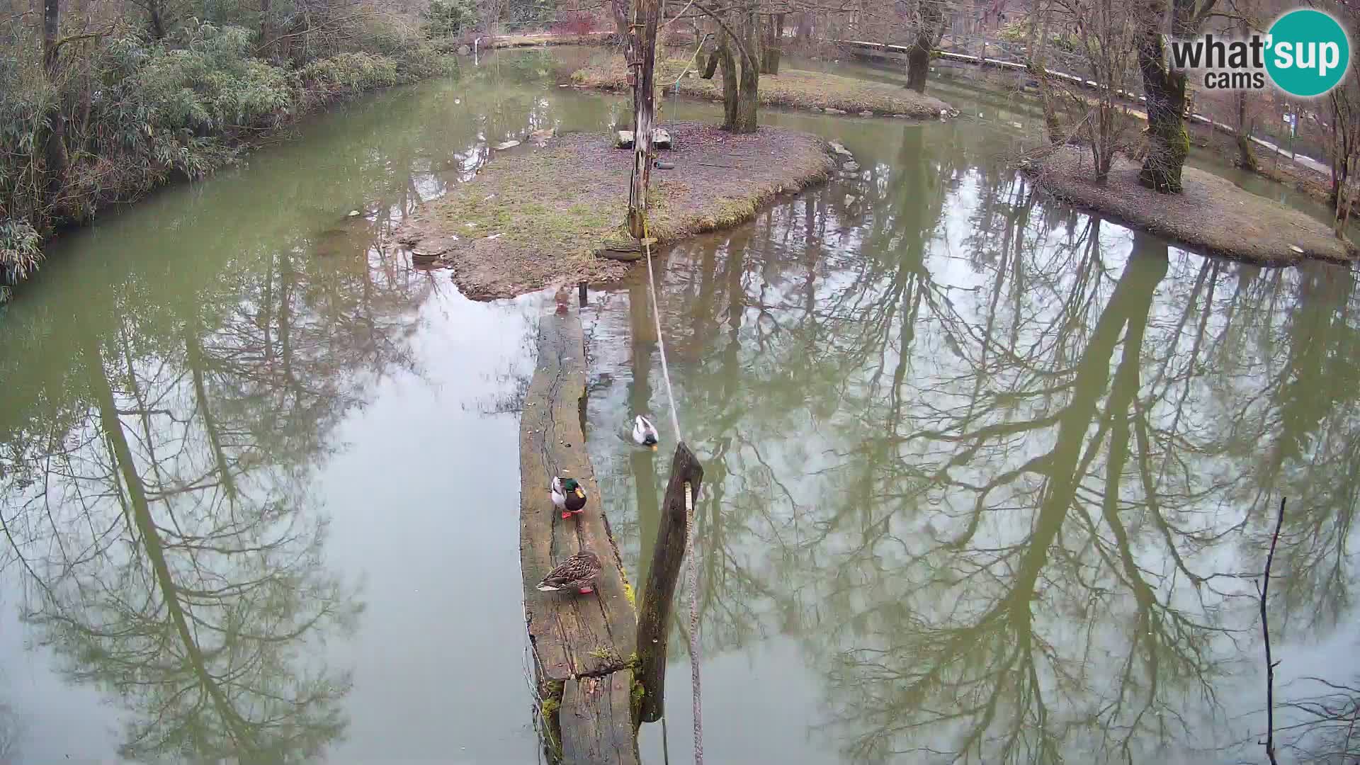 Navadni vari u živo – Ljubljana zoo