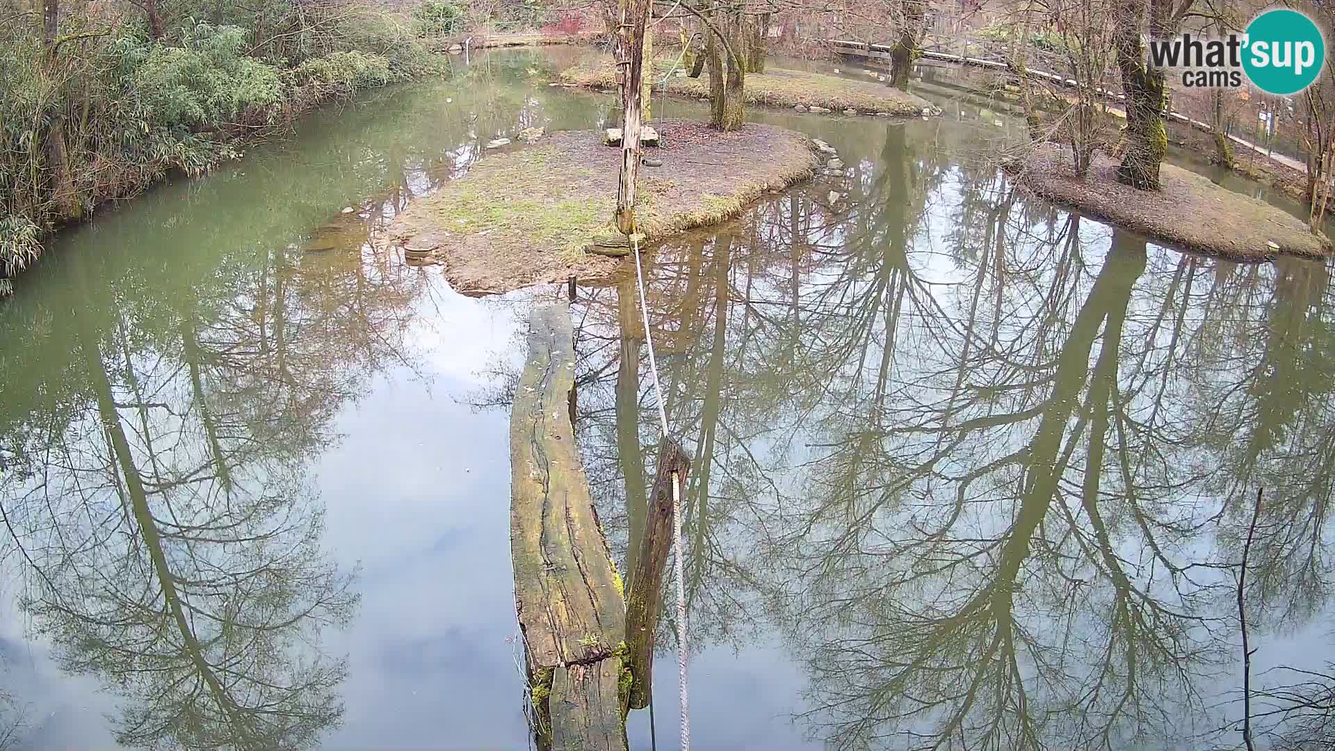 Vari bianconero Zoo Ljubljana webcam