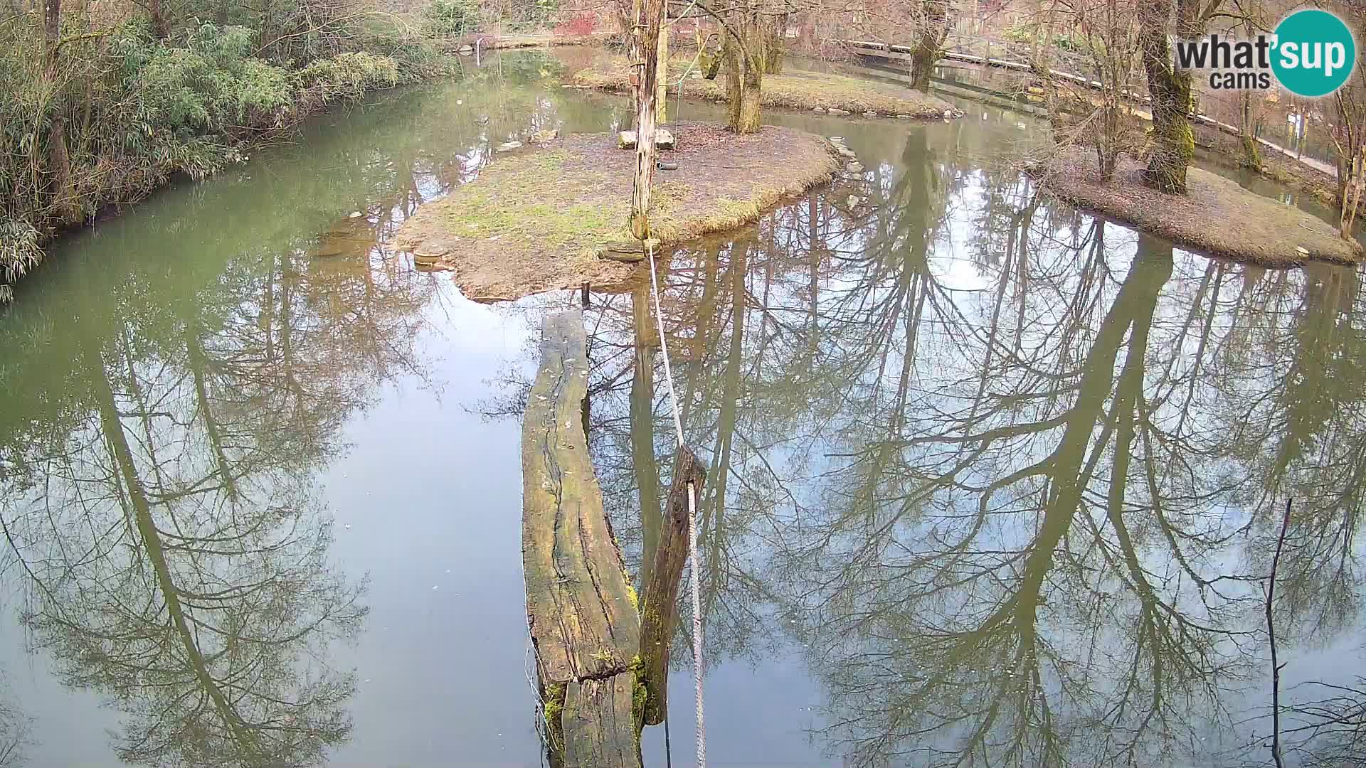Vari noir et blanc – Ljubljana ZOO livecam