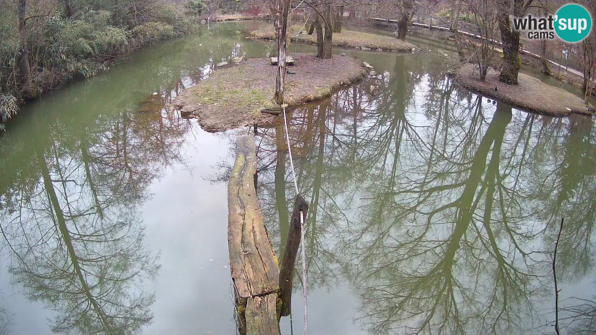 Vari bianconero Zoo Ljubljana webcam