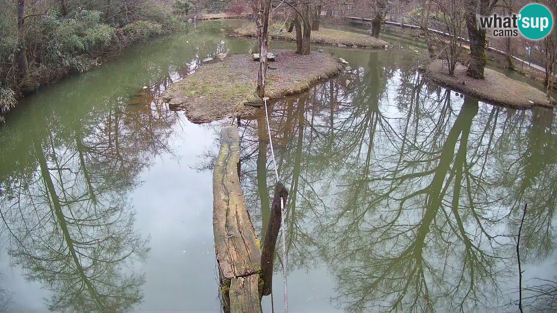 Black and white ruffed lemur Ljubljana Zoo live cam