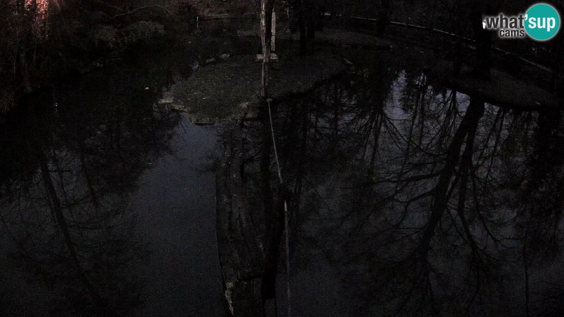 Vari bianconero Zoo Ljubljana webcam