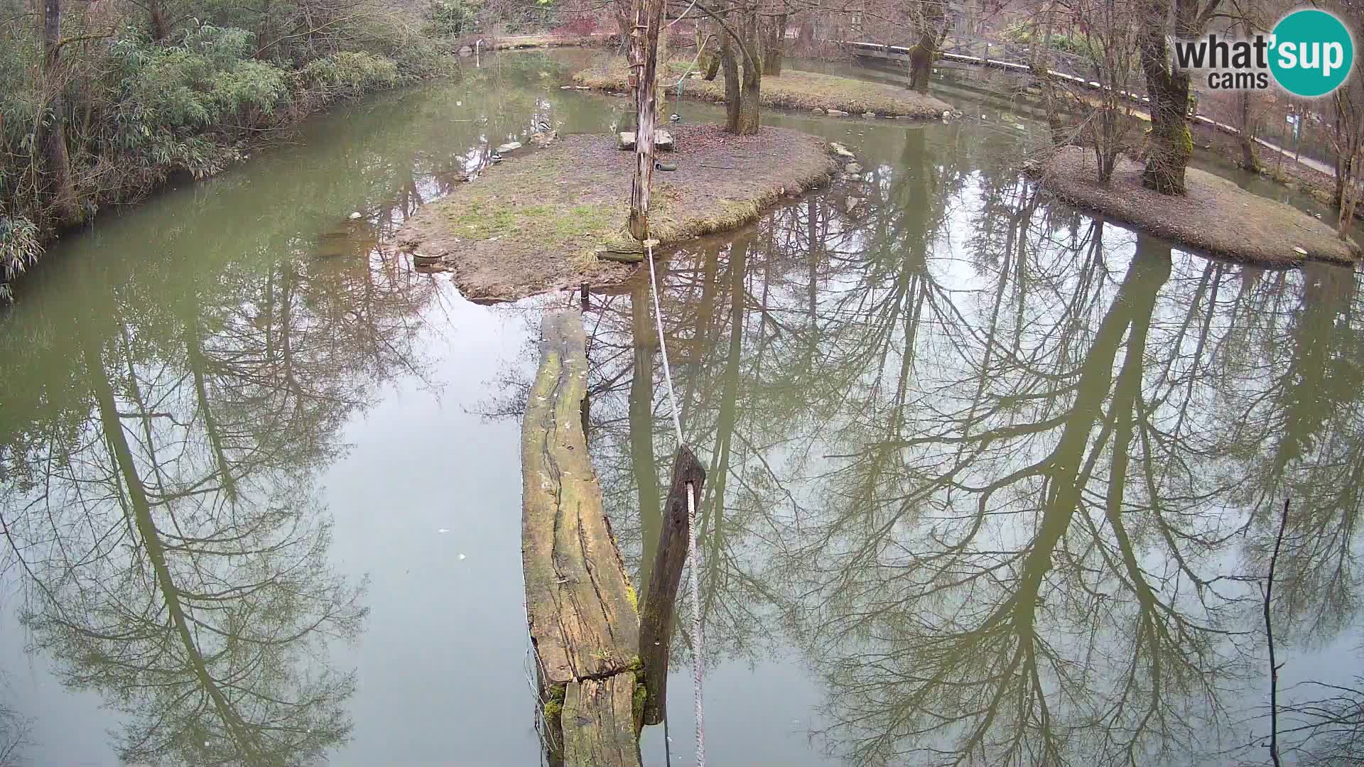 Black and white ruffed lemur Ljubljana Zoo live cam