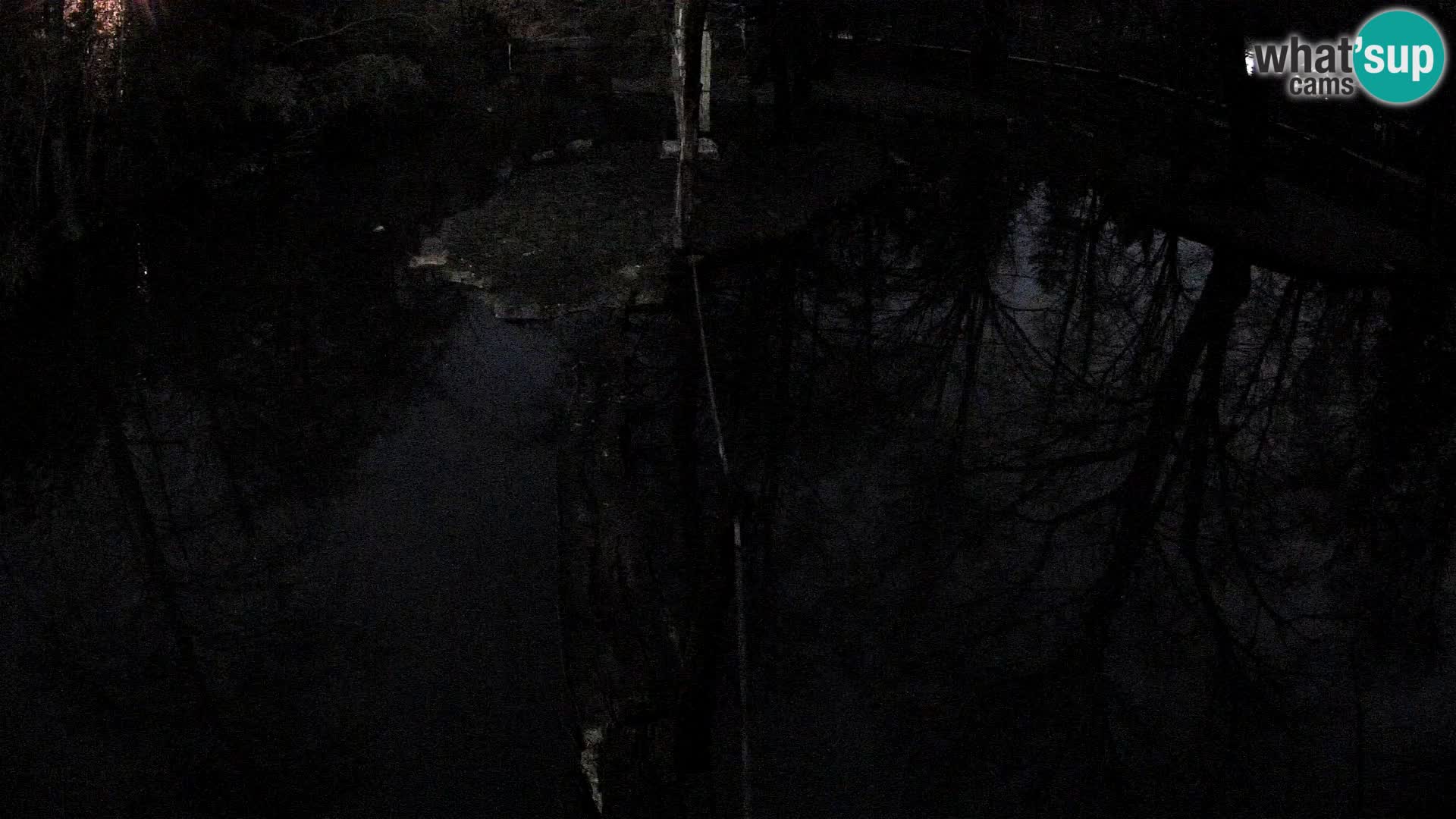 Black and white ruffed lemur Ljubljana Zoo live cam