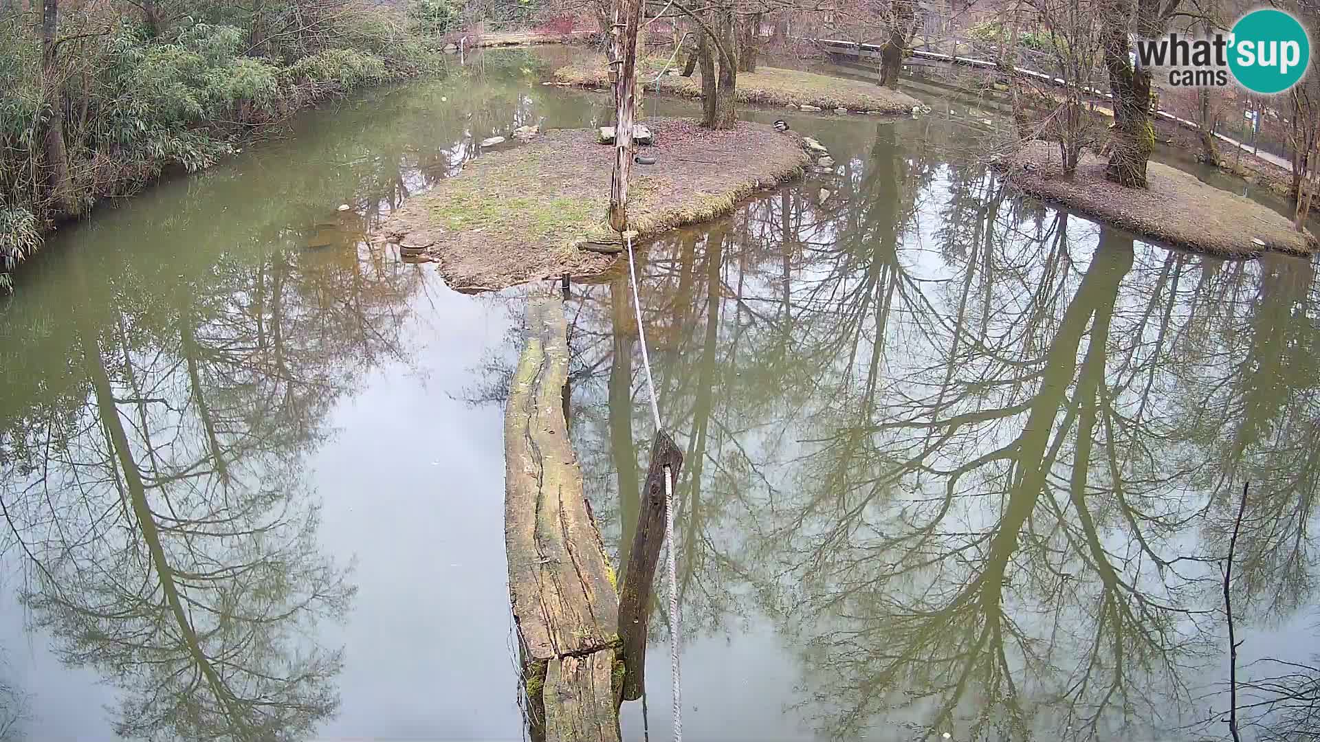 Navadni vari u živo – Ljubljana zoo
