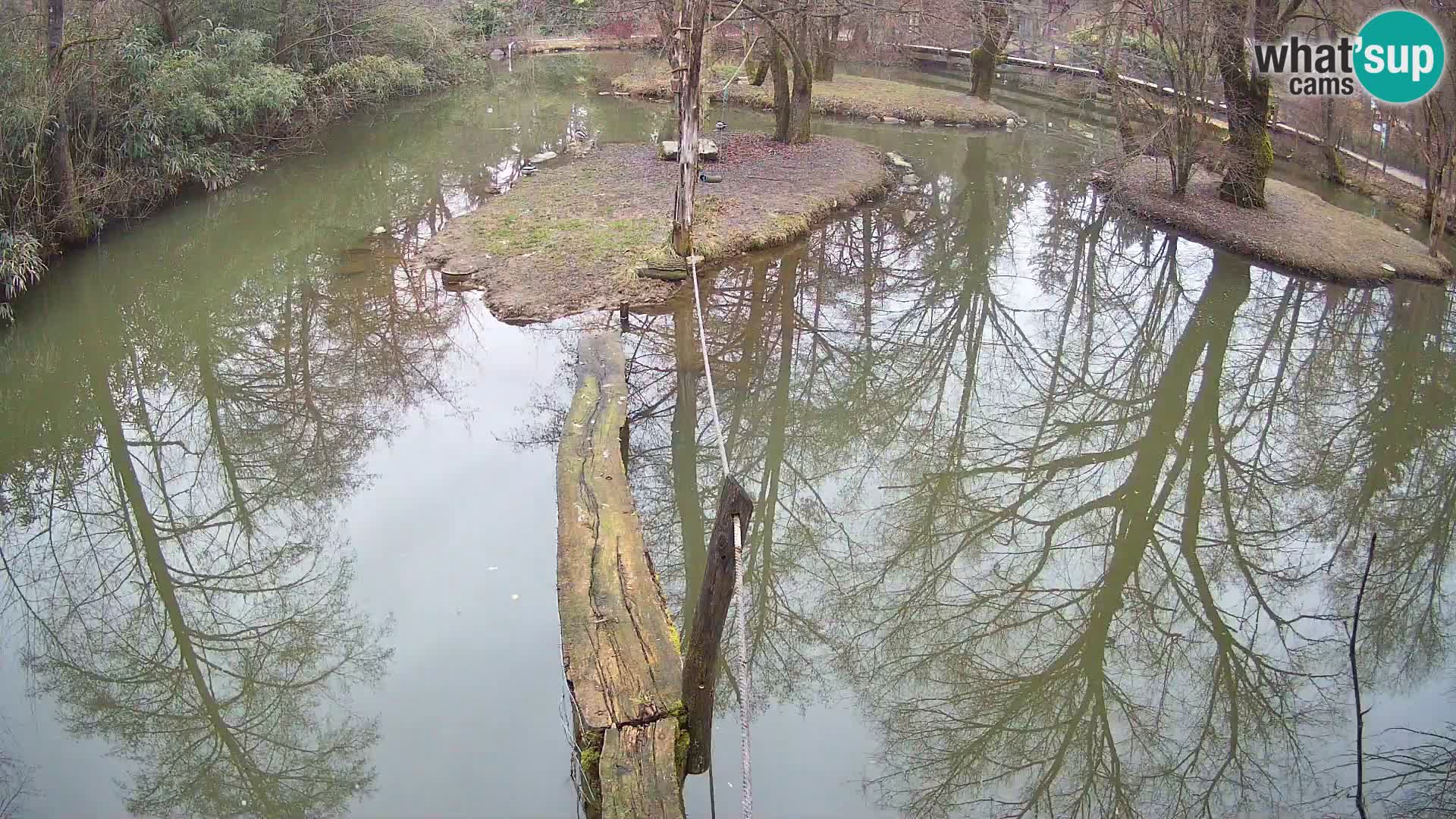 Lémur rufo blanco y negro – Ljubljana Zoo en vivo