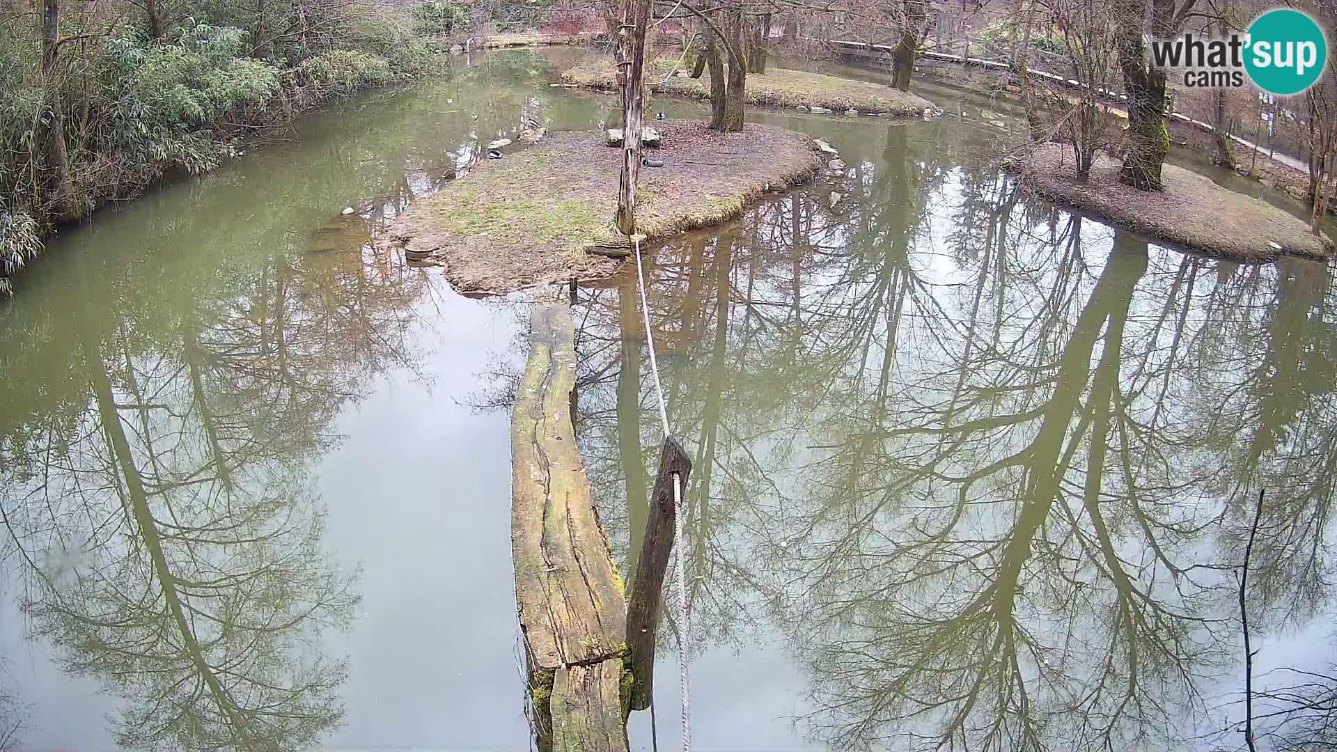 Vari noir et blanc – Ljubljana ZOO  livecam