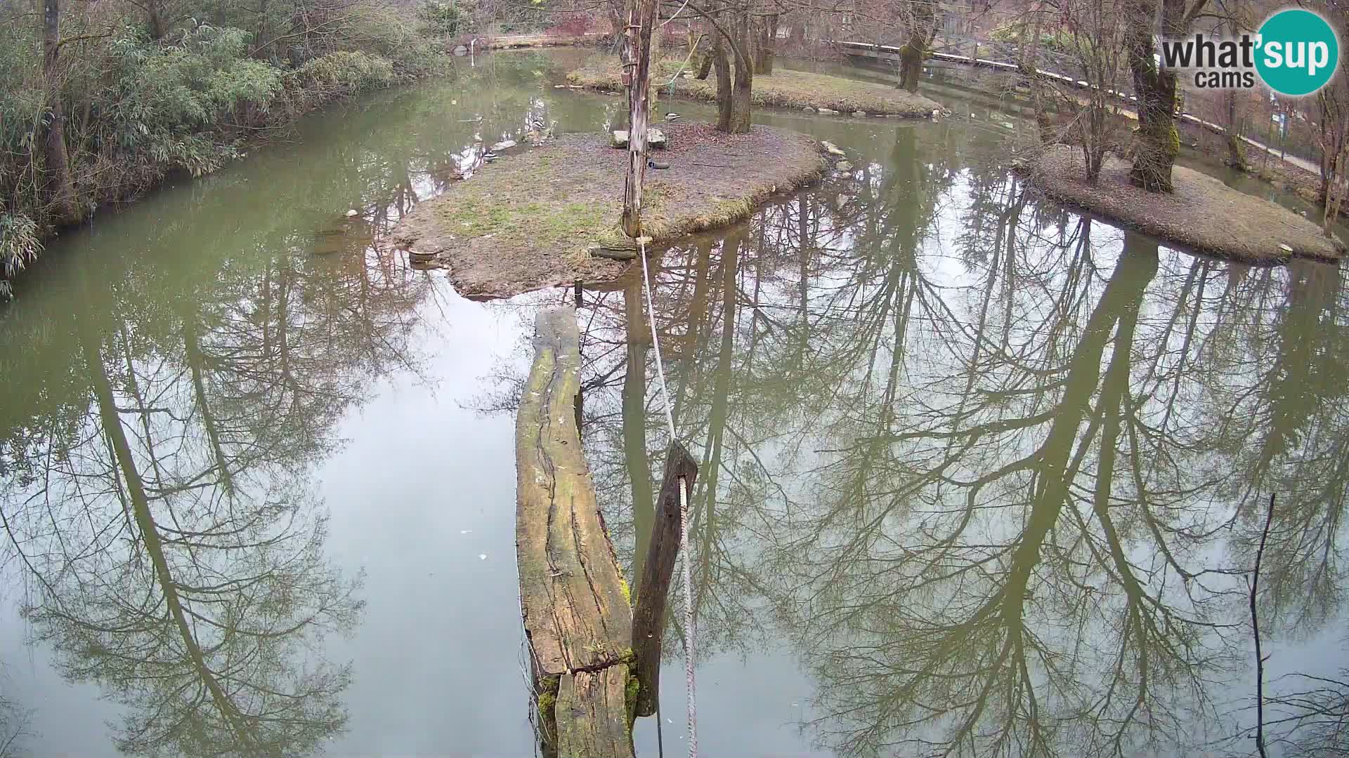 Lémur rufo blanco y negro – Ljubljana Zoo en vivo