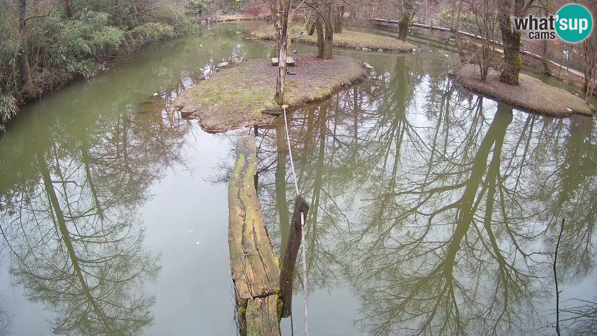 Lémur rufo blanco y negro – Ljubljana Zoo en vivo