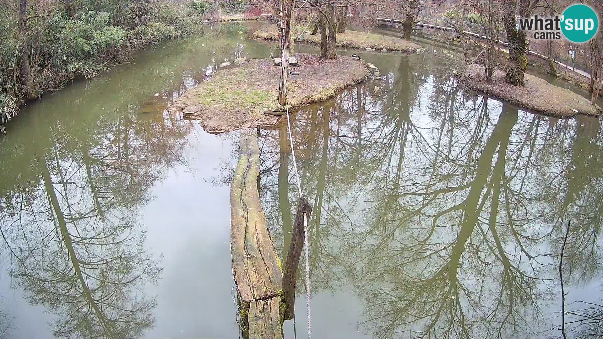 Navadni vari v živo – Ljubljana živalski vrt