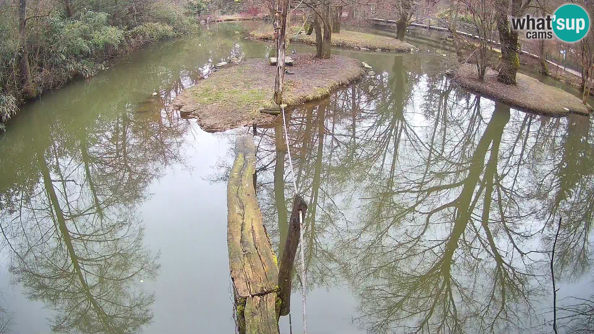 Black and white ruffed lemur Ljubljana Zoo live cam
