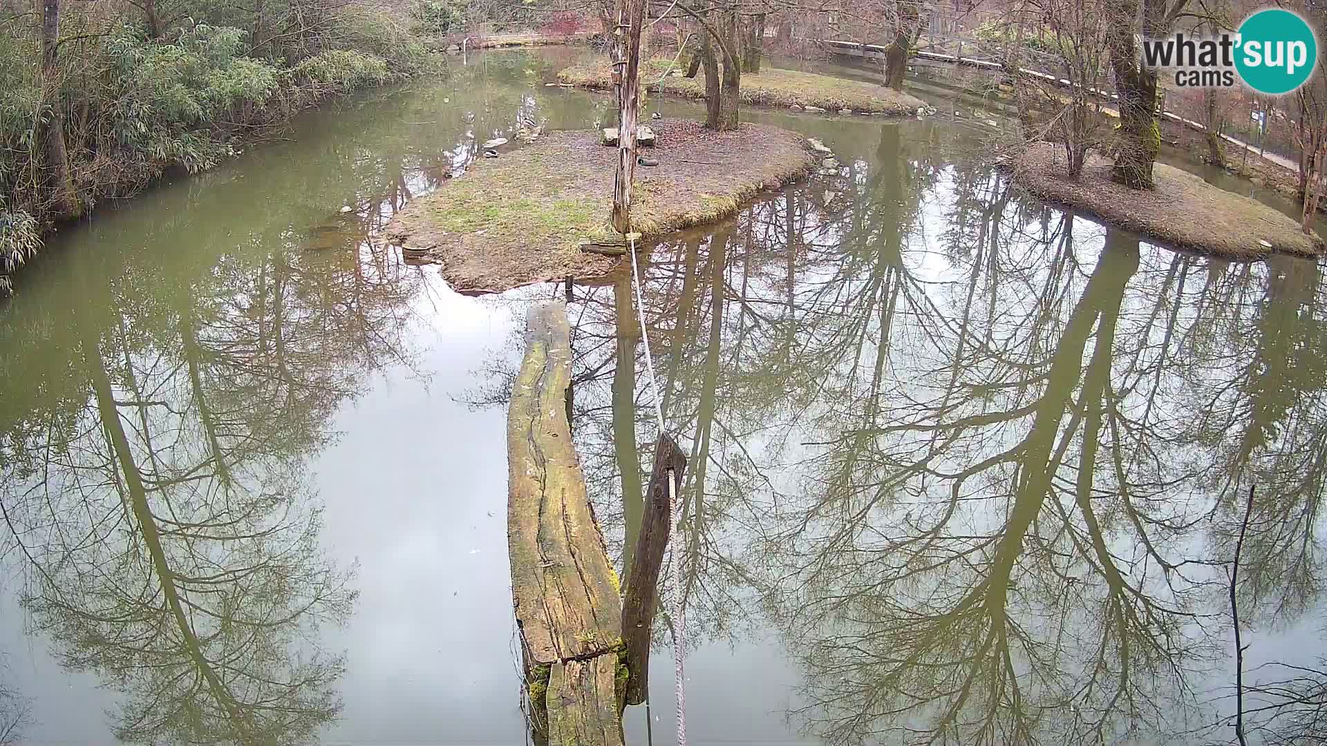 Navadni vari v živo – Ljubljana živalski vrt