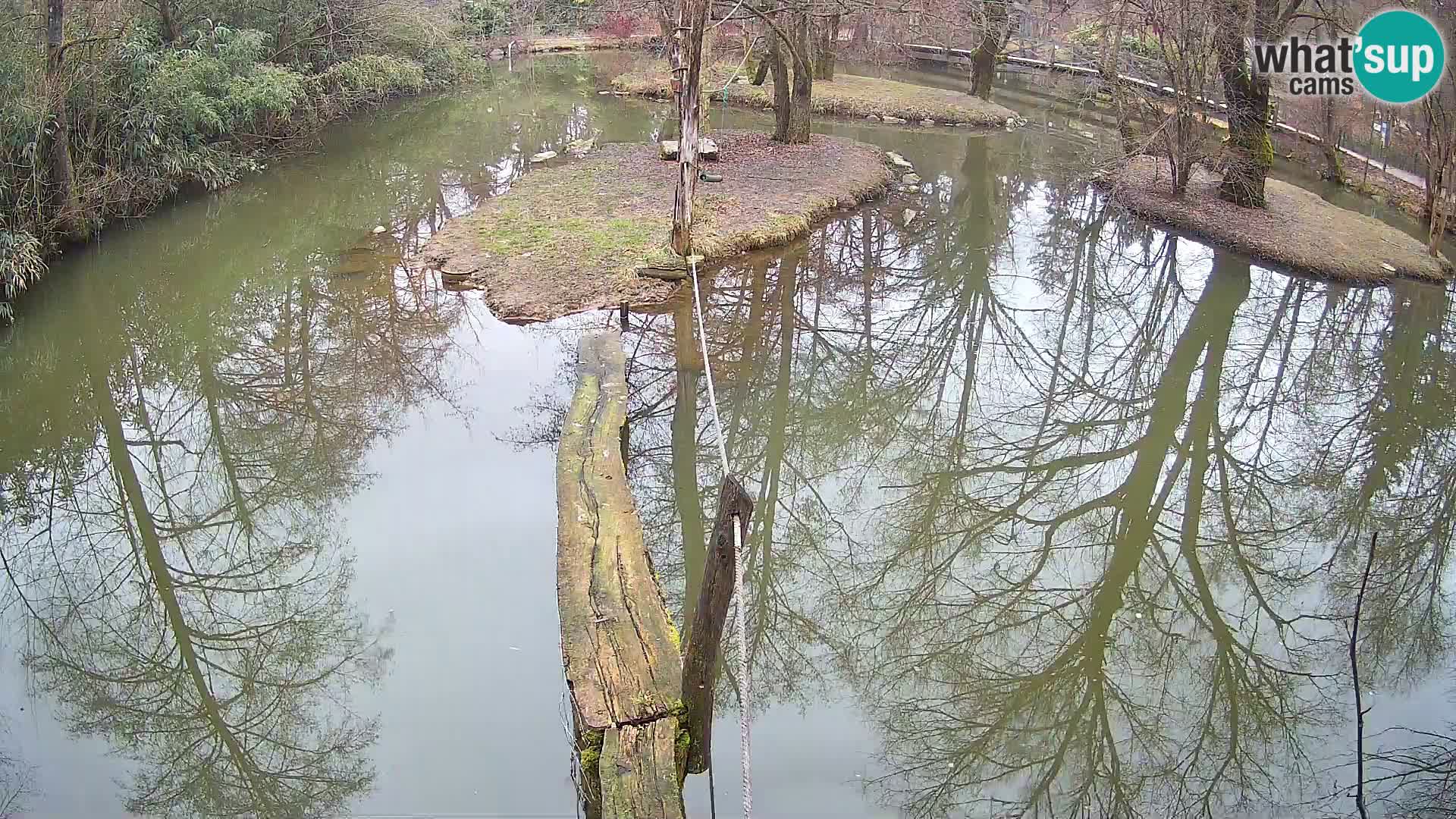 Navadni vari u živo – Ljubljana zoo