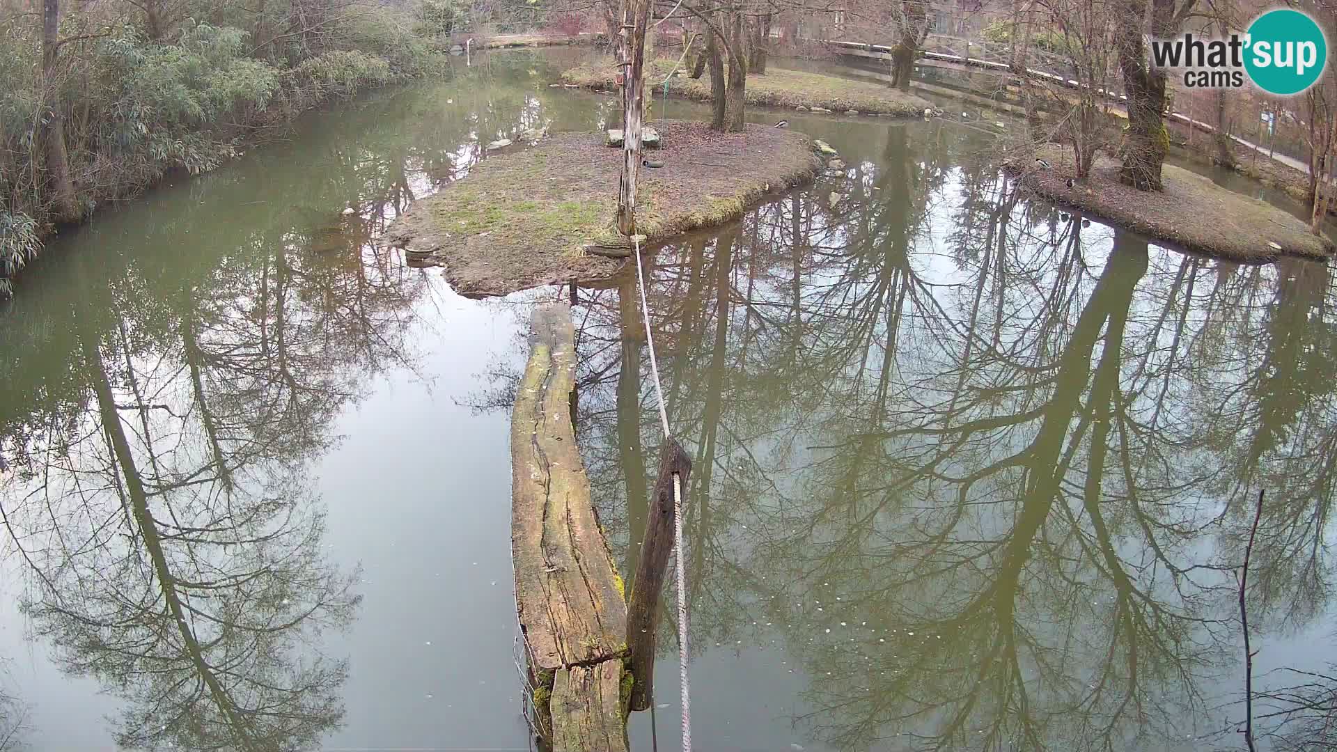 Navadni vari u živo – Ljubljana zoo