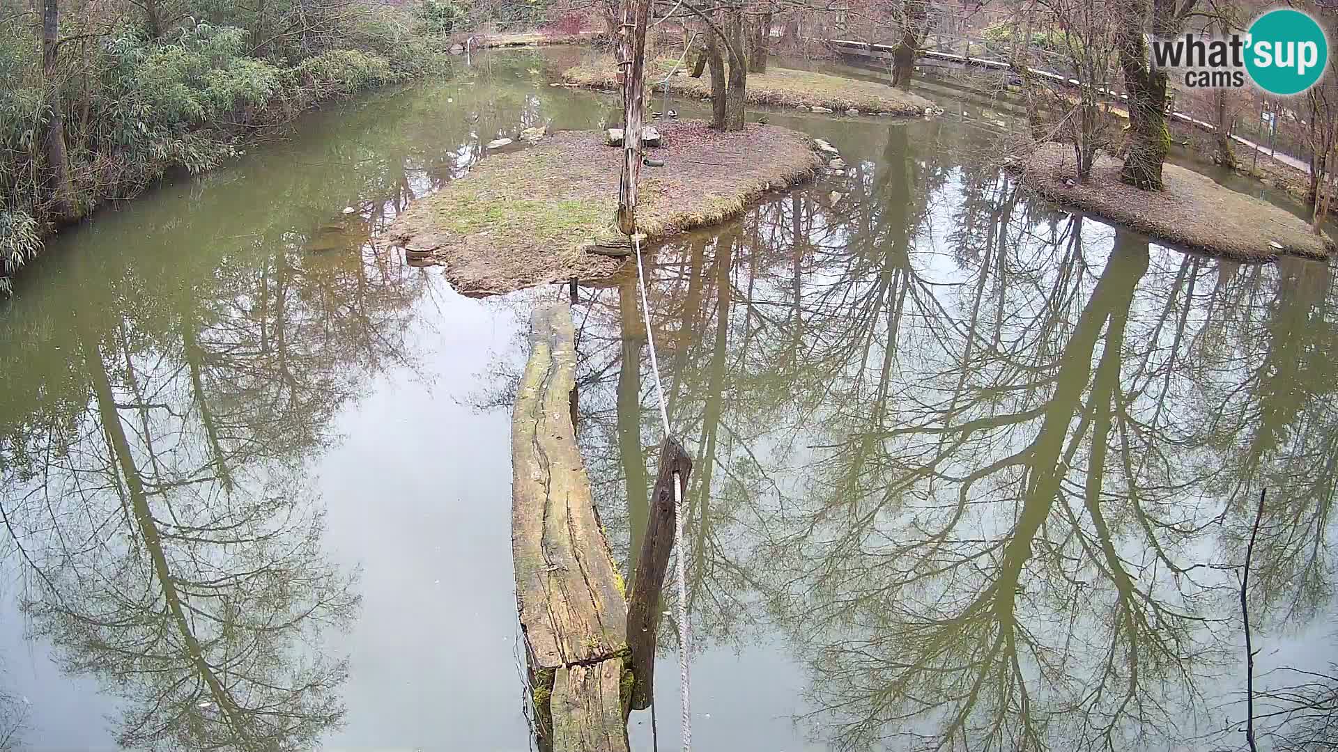 Black and white ruffed lemur Ljubljana Zoo live cam