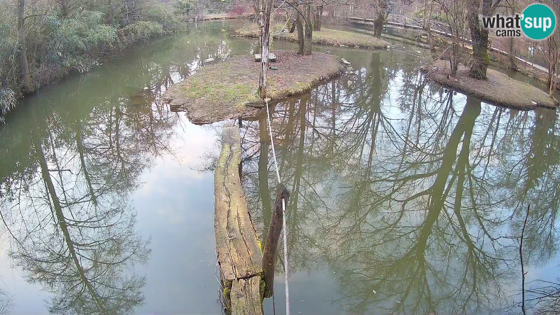 Navadni vari v živo – Ljubljana živalski vrt