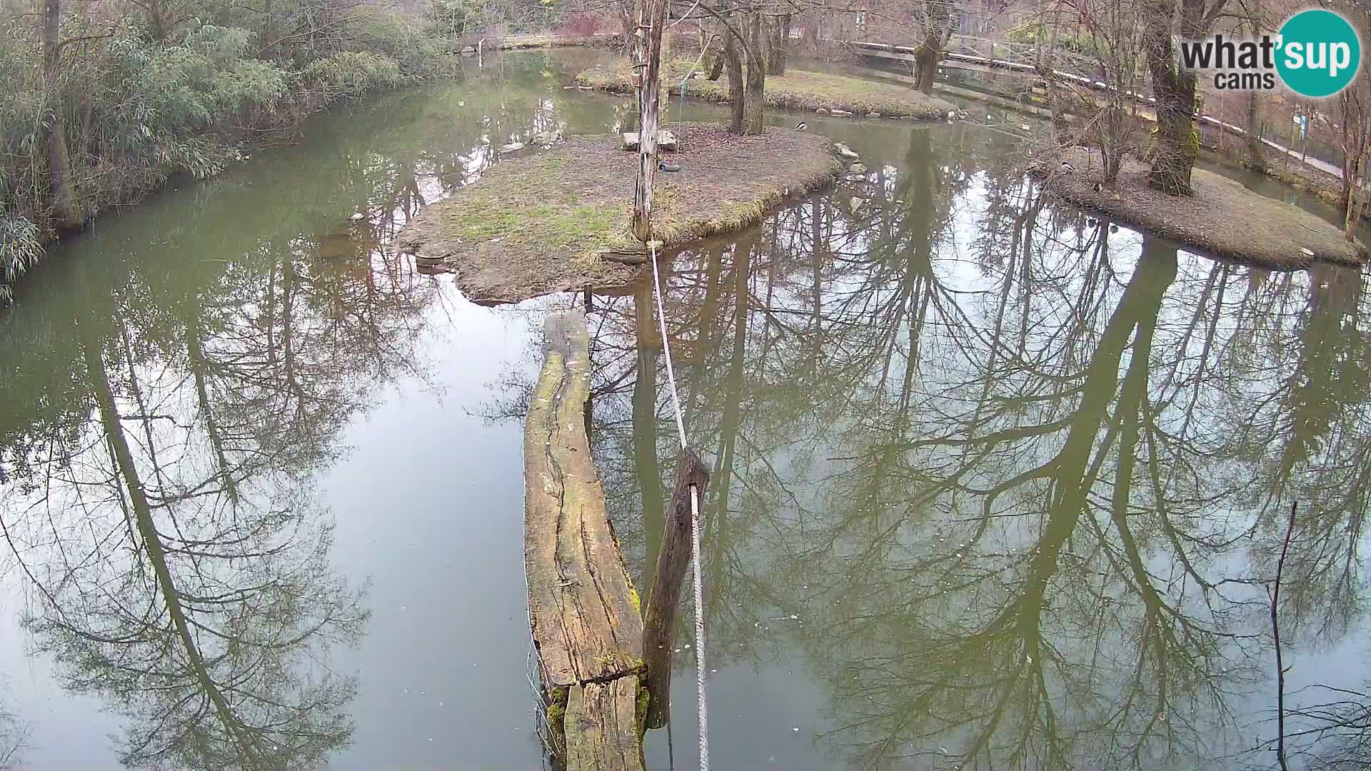 Vari noir et blanc – Ljubljana ZOO livecam