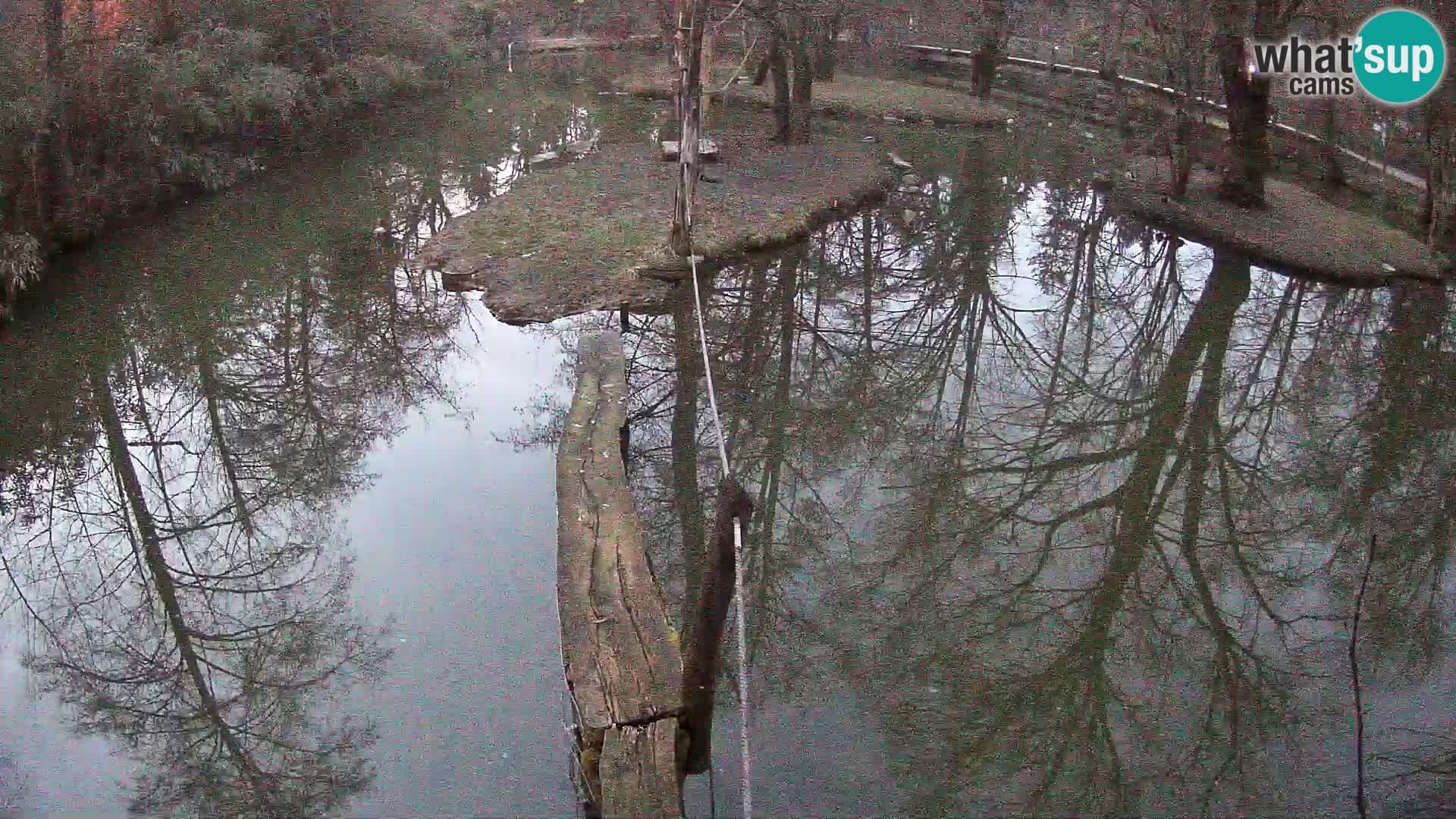 Navadni vari u živo – Ljubljana zoo