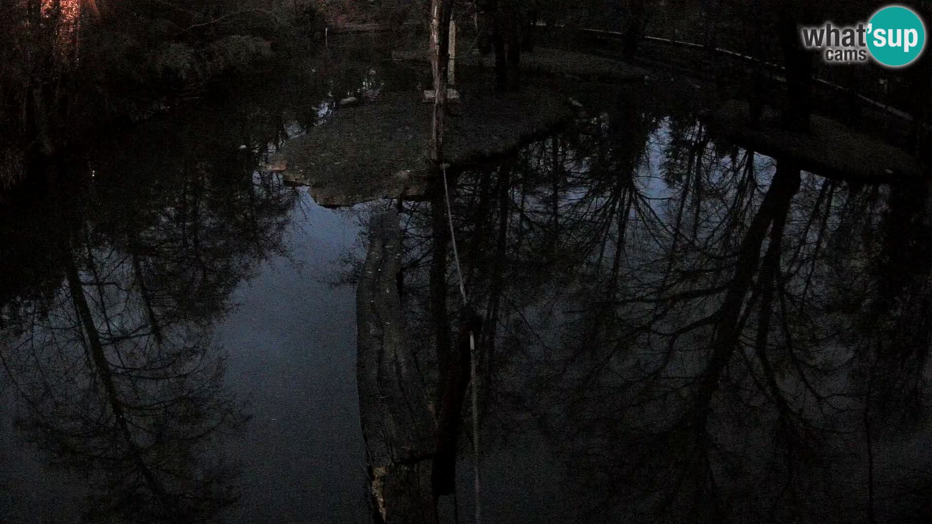 Black and white ruffed lemur Ljubljana Zoo live cam