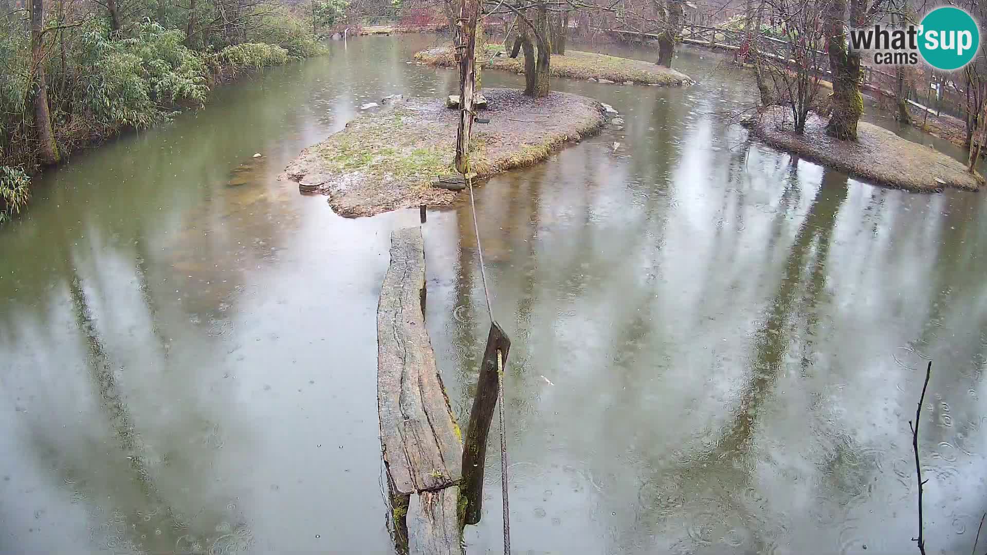 Vari noir et blanc – Ljubljana ZOO  livecam