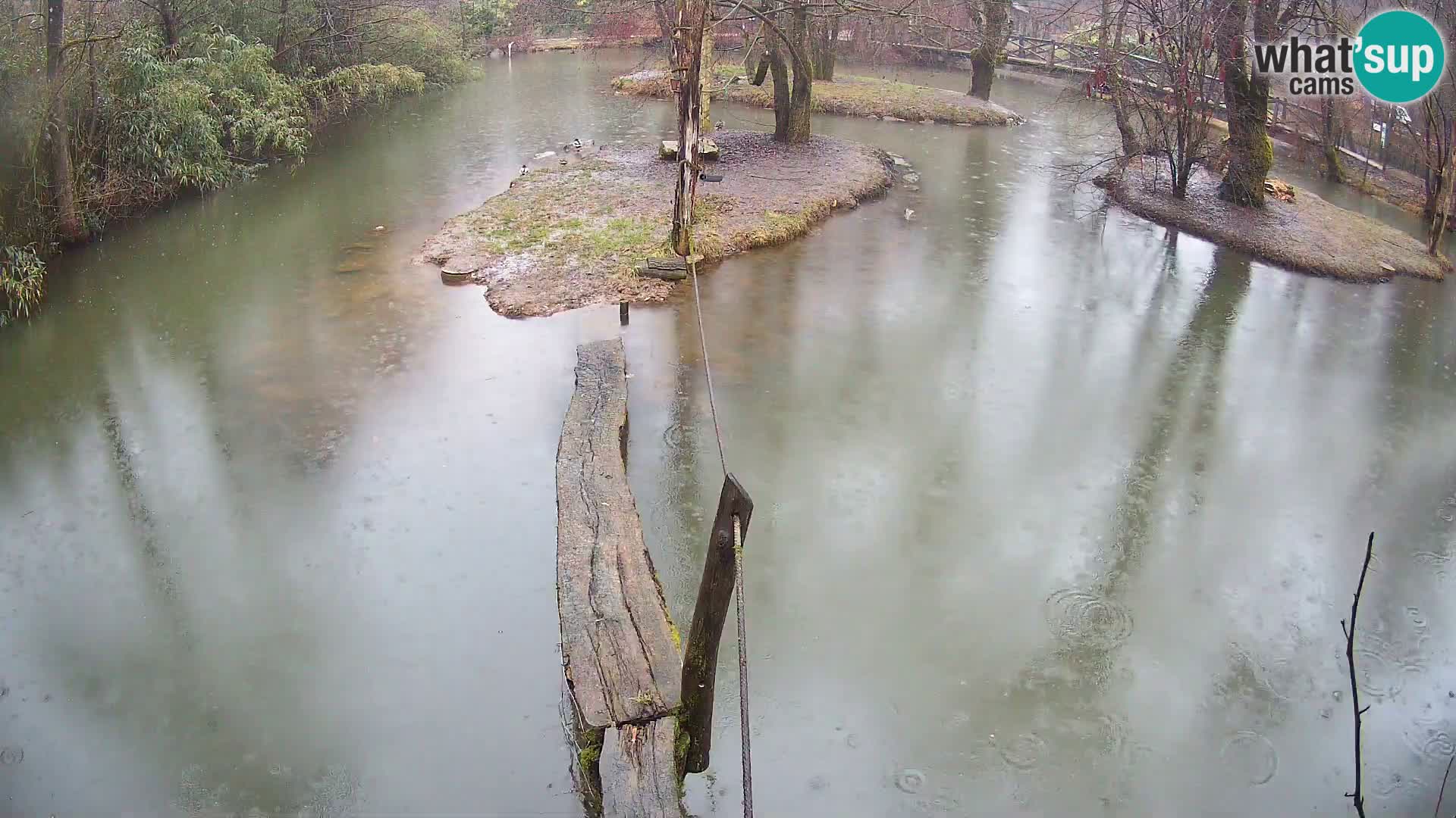 Schwarzweiße Vari Zoo Ljubljana webcam