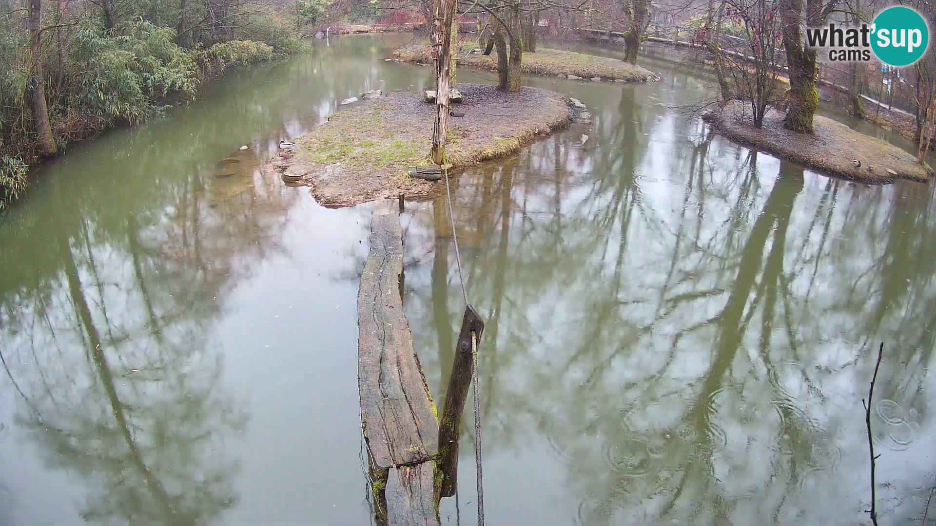 Navadni vari v živo – Ljubljana živalski vrt