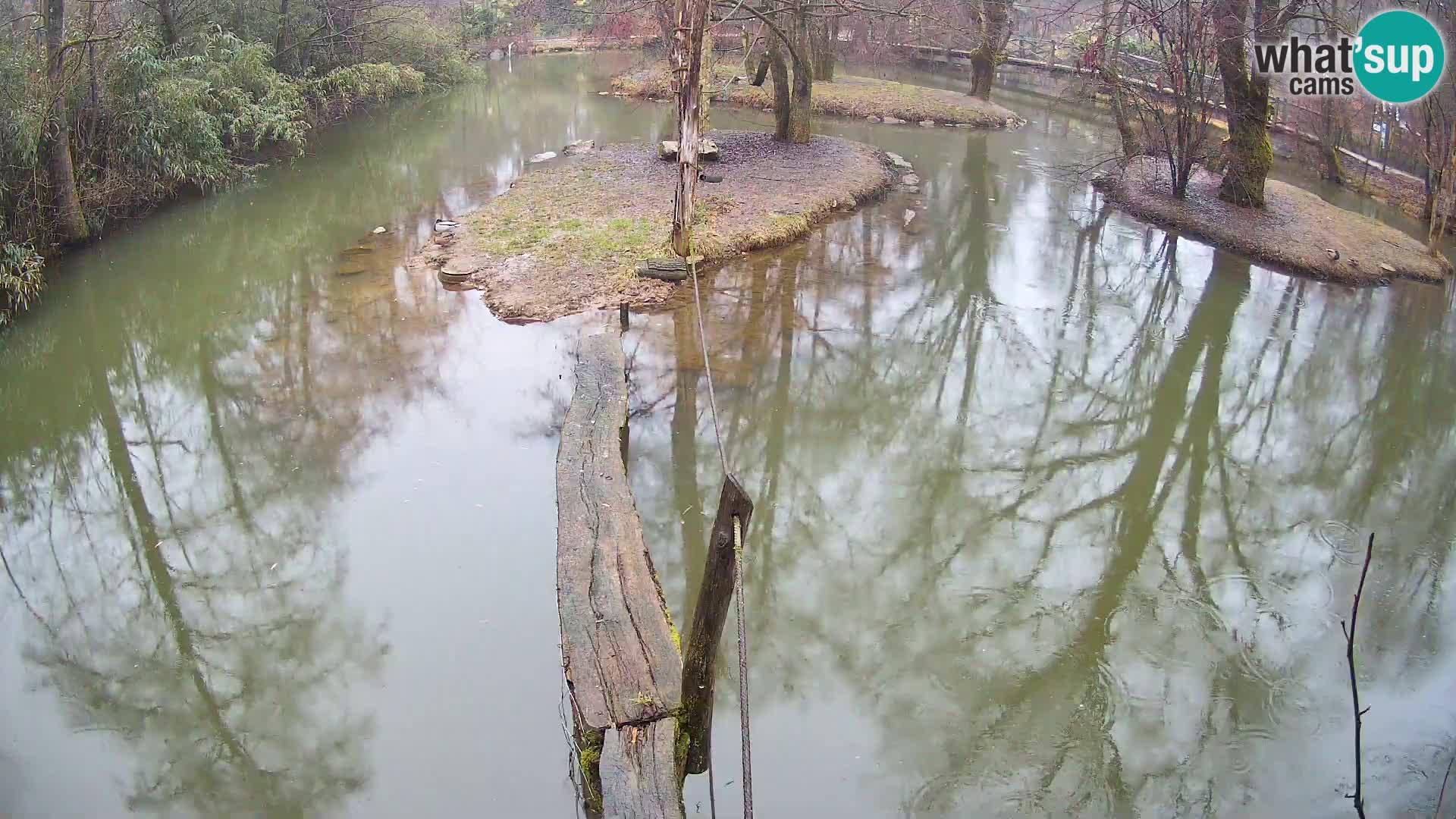 Navadni vari u živo – Ljubljana zoo