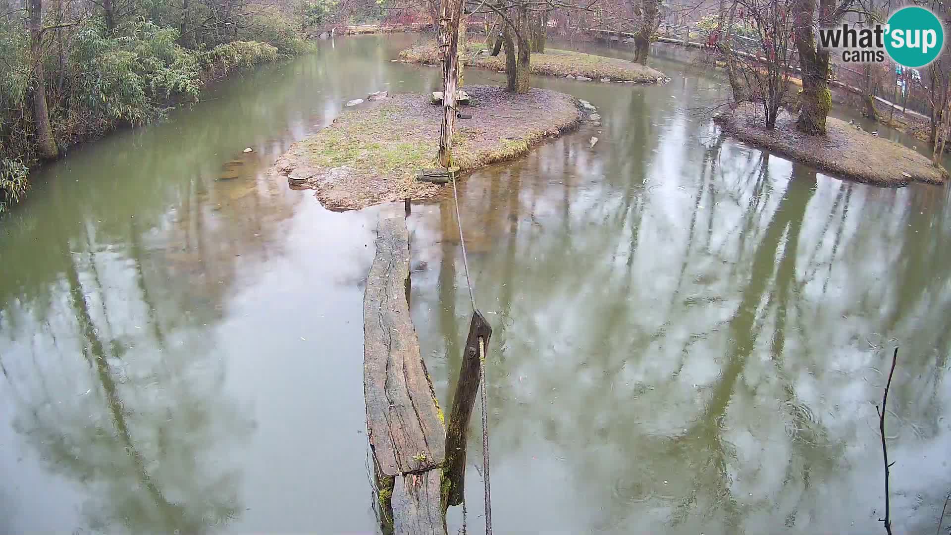 Navadni vari u živo – Ljubljana zoo