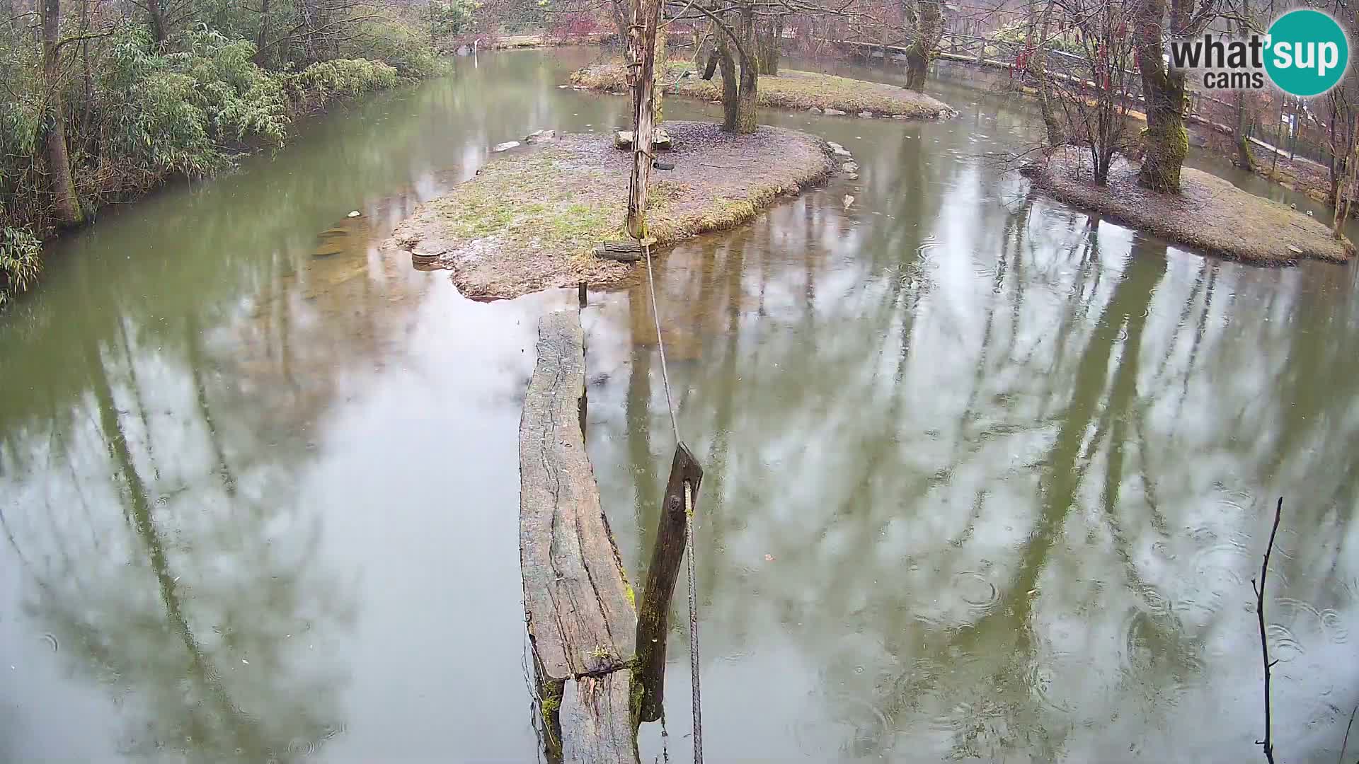 Lémur rufo blanco y negro – Ljubljana Zoo en vivo