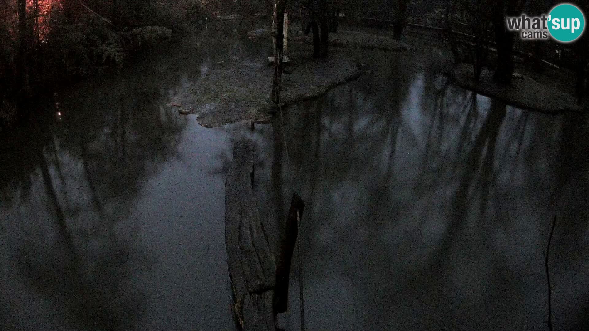 Navadni vari u živo – Ljubljana zoo