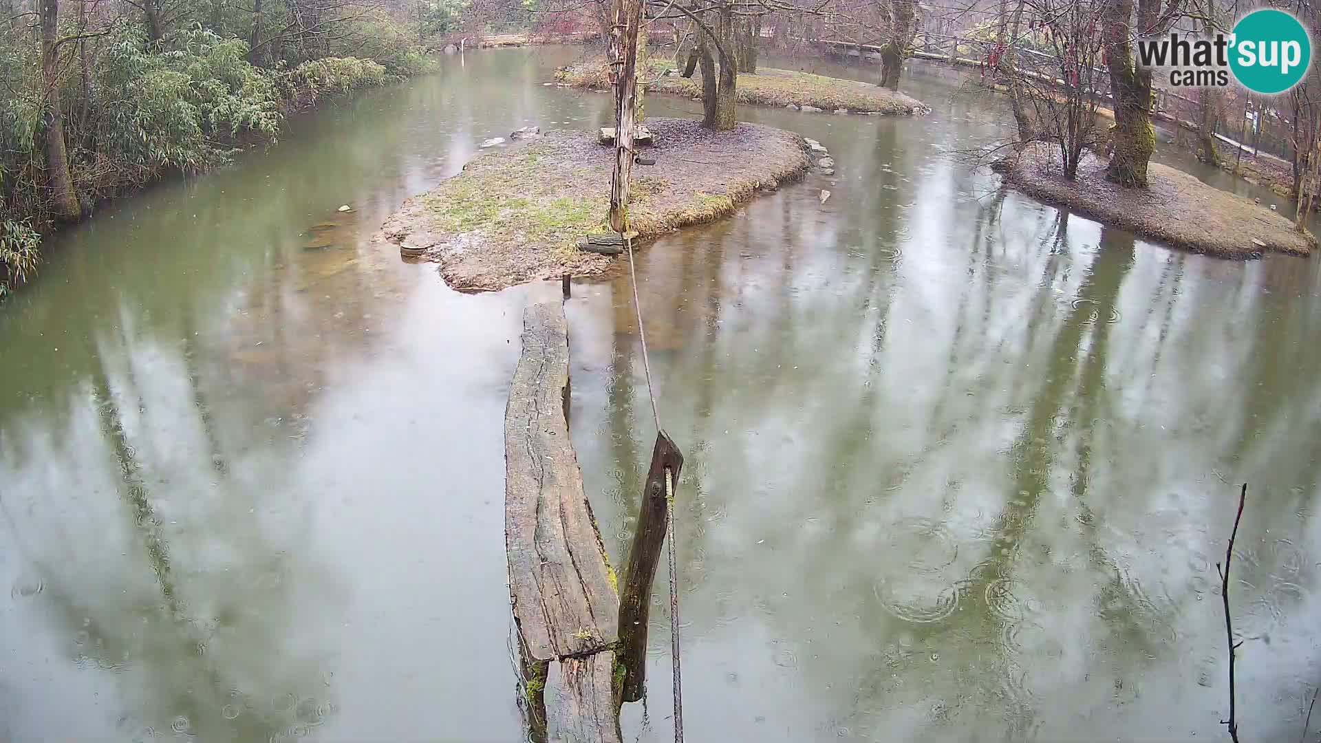 Navadni vari u živo – Ljubljana zoo