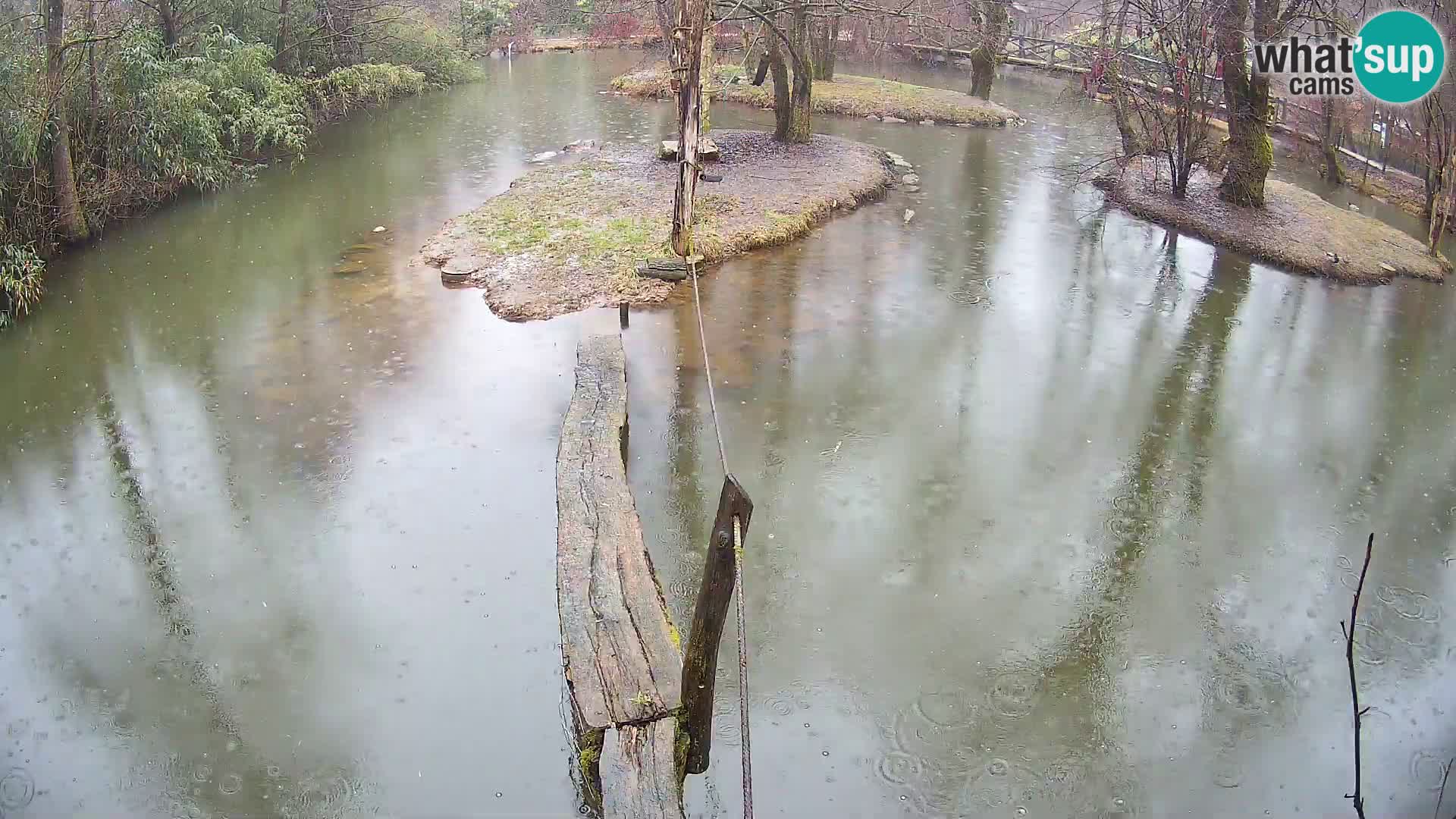 Vari bianconero Zoo Ljubljana webcam