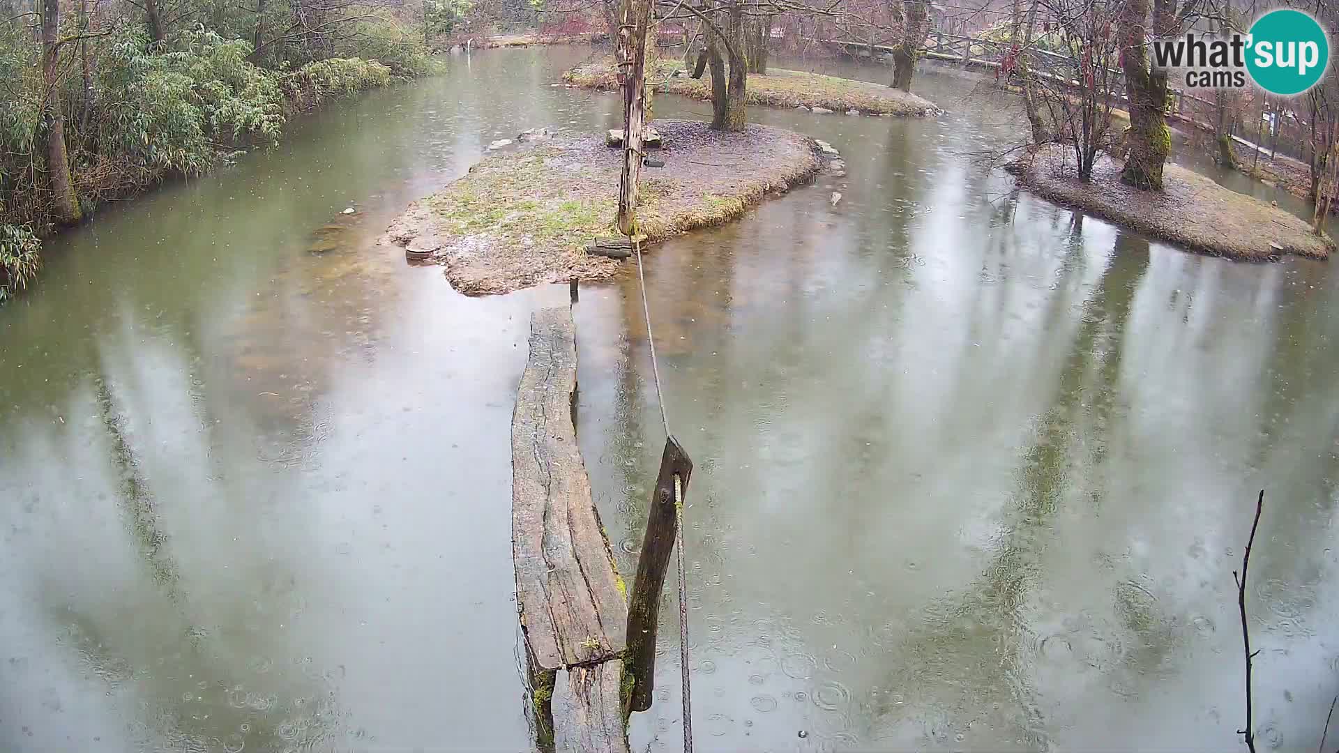 Lémur rufo blanco y negro – Ljubljana Zoo en vivo