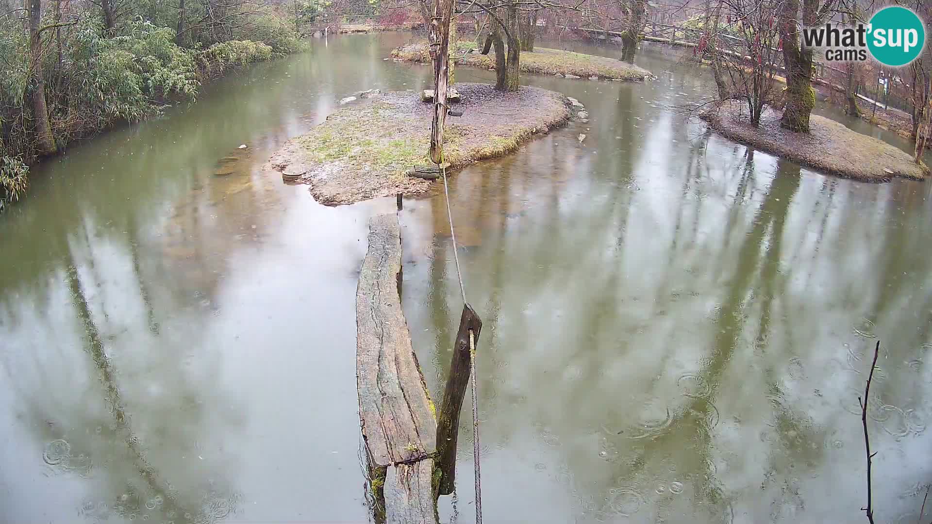 Black and white ruffed lemur Ljubljana Zoo live cam