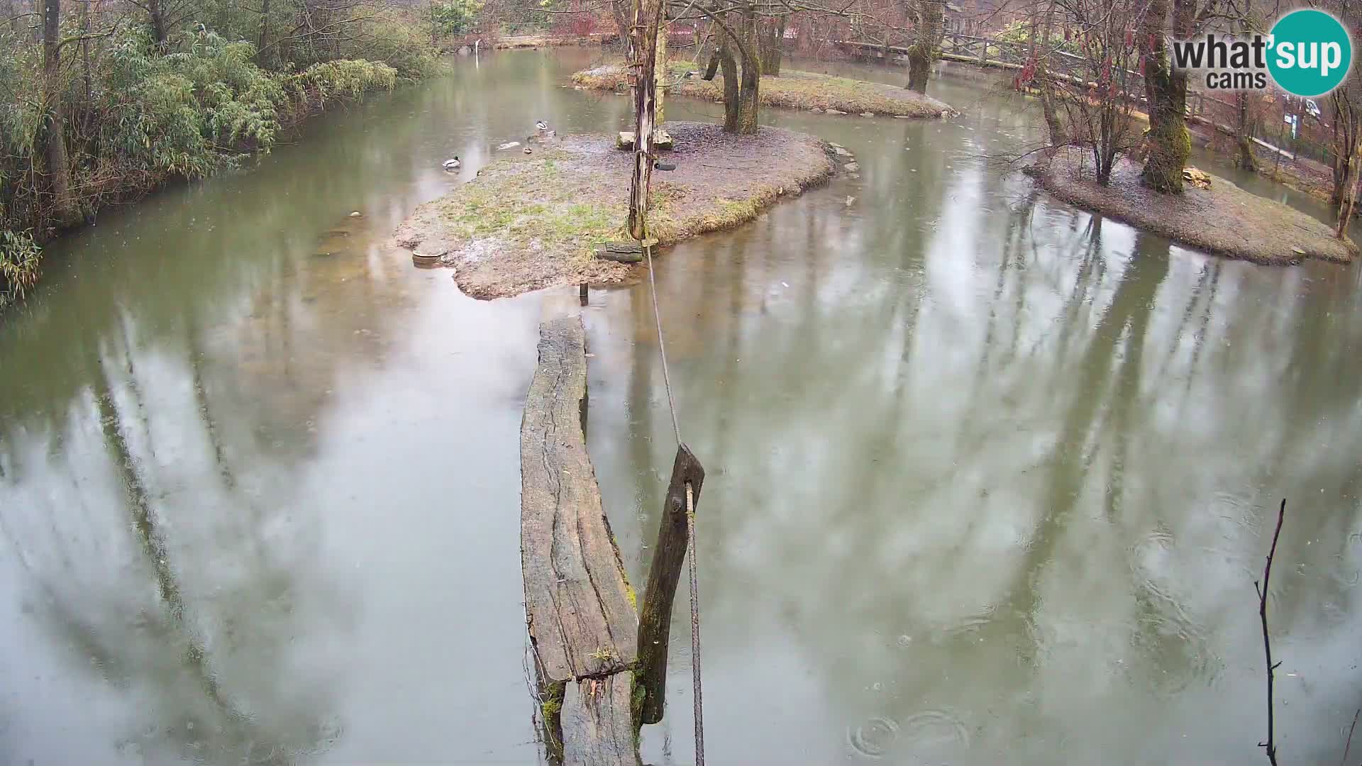 Vari noir et blanc – Ljubljana ZOO  livecam
