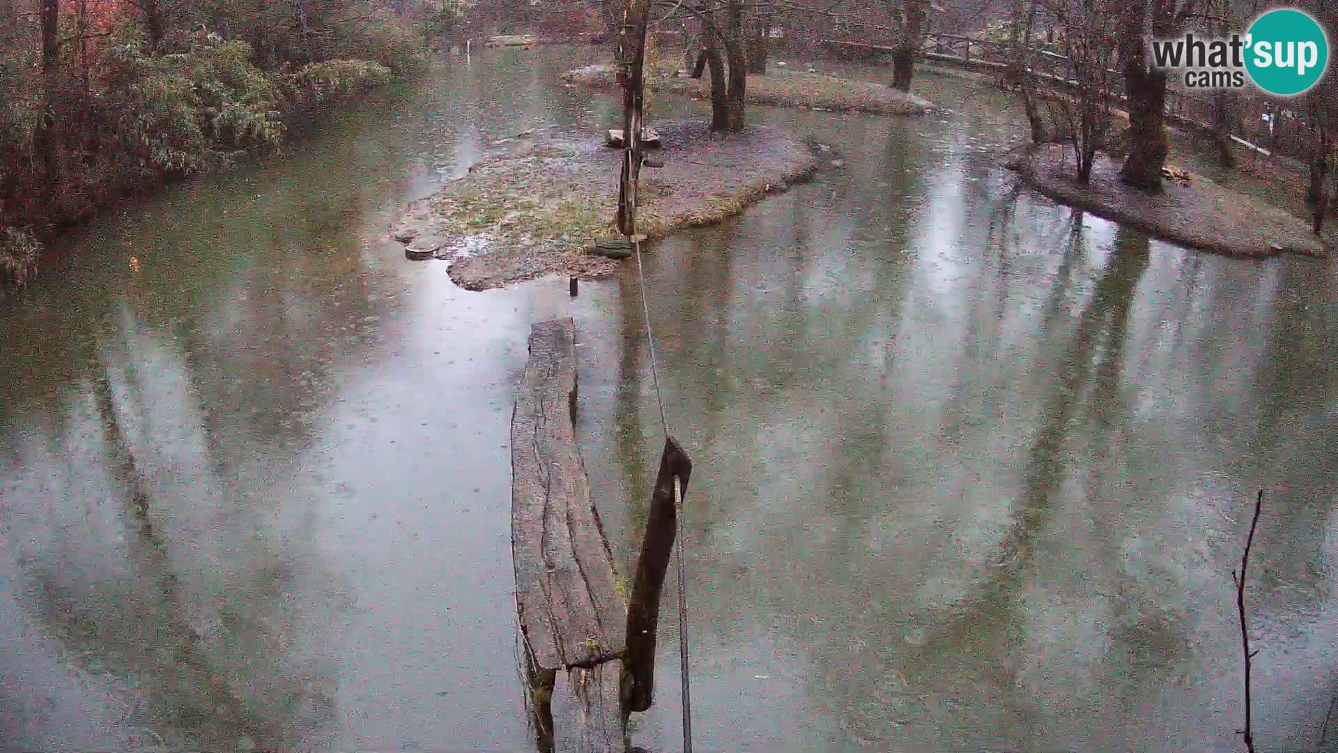 Lémur rufo blanco y negro – Ljubljana Zoo en vivo